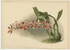 Grande stampa botanica antica - Orchidea Odontoglossum Hybridum Leroyanum, 1888 ca.