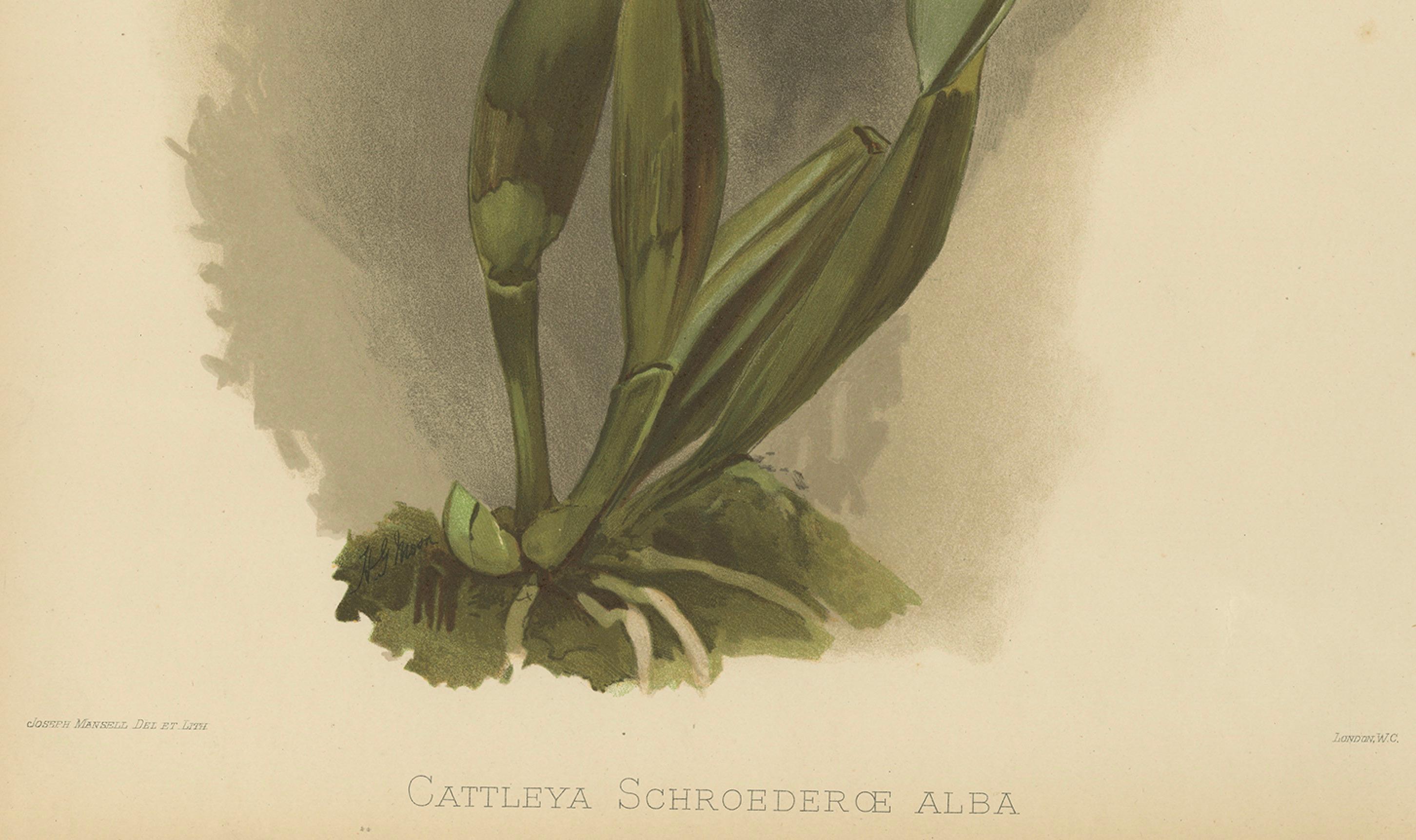 Stampa botanica dell'Orchidea Cattleya Bianca - Schroederæ Alba, Reichenbachia c.1888

Una splendida litografia colorata a mano della Cattleya Schroederæ Alba, una delle più eleganti e iconiche orchidee a fiore bianco, tratta dalla celebre