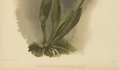 Large Antique Botanical Print – White Orchid Cattleya Schroederæ Alba, c.1888