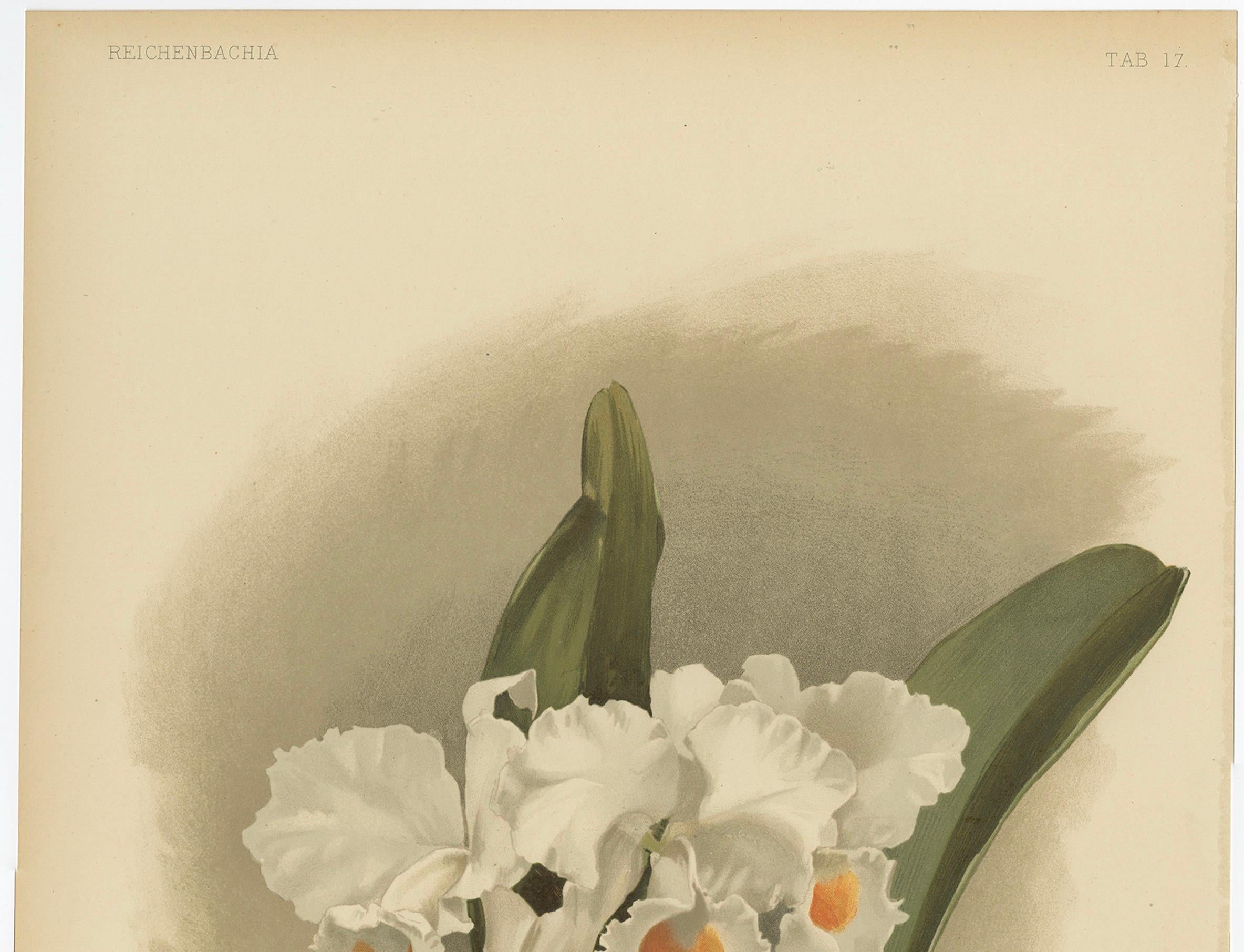 Tedesco Grande stampa botanica antica - Orchidea bianca Cattleya Schroederæ Alba, 1888 ca. in vendita