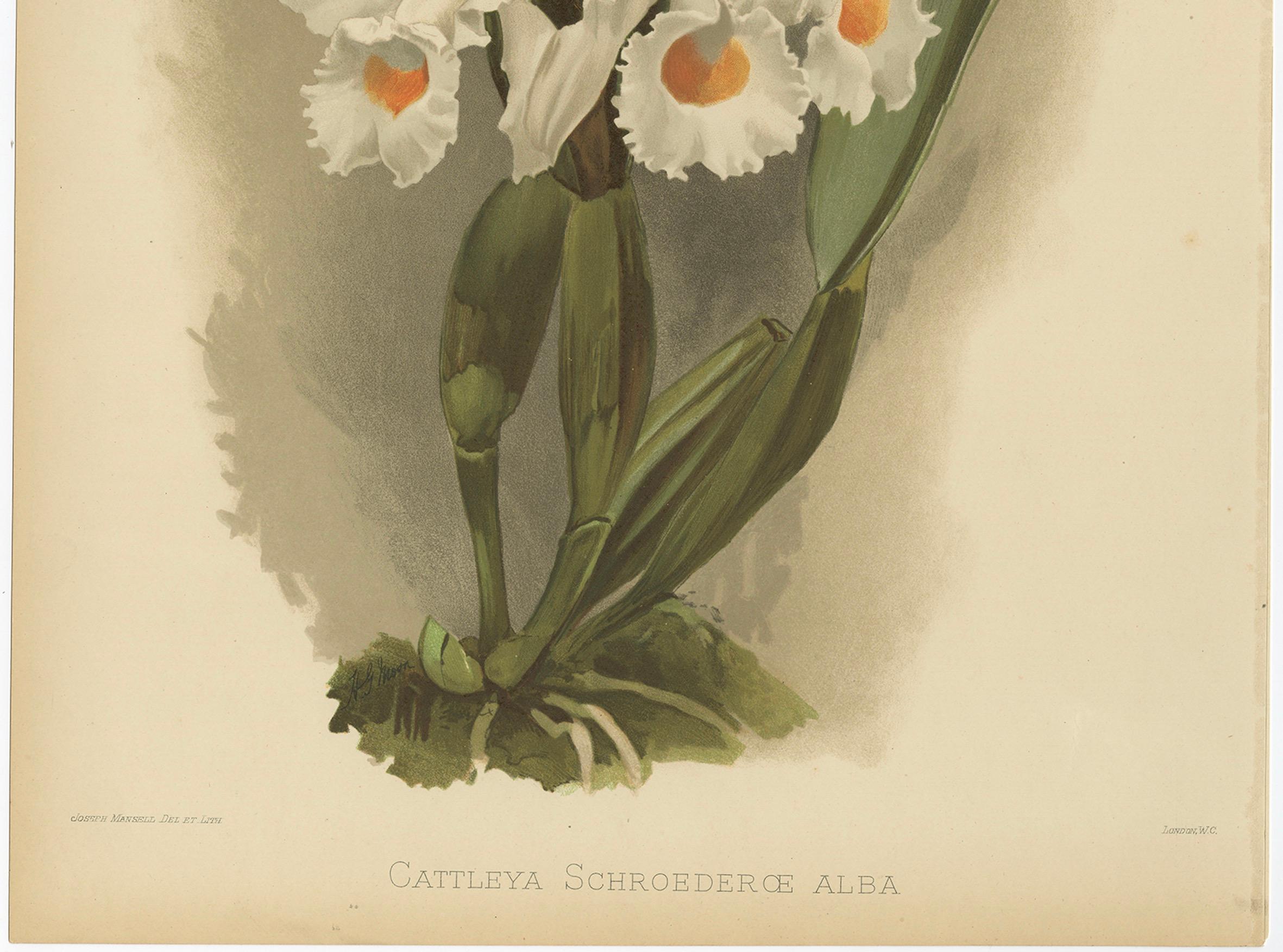 Grande stampa botanica antica - Orchidea bianca Cattleya Schroederæ Alba, 1888 ca. In condizioni buone in vendita a Langweer, NL