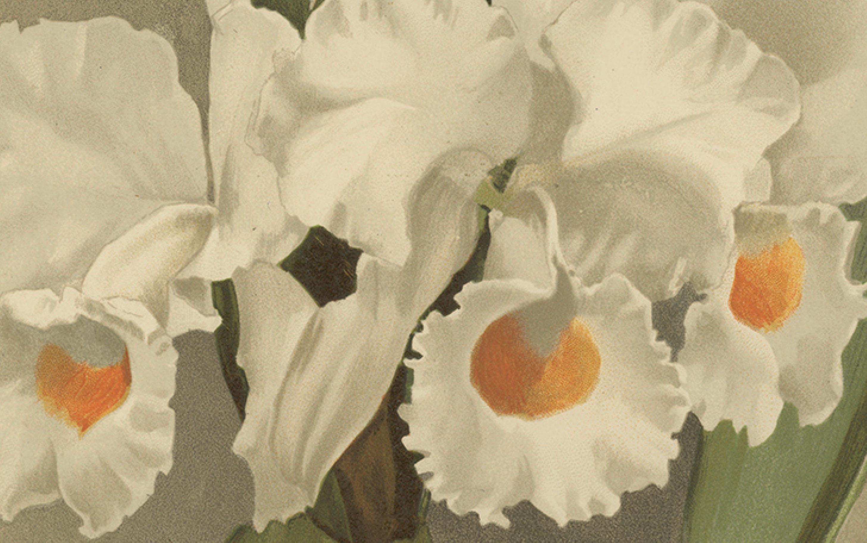 Carta Grande stampa botanica antica - Orchidea bianca Cattleya Schroederæ Alba, 1888 ca. in vendita