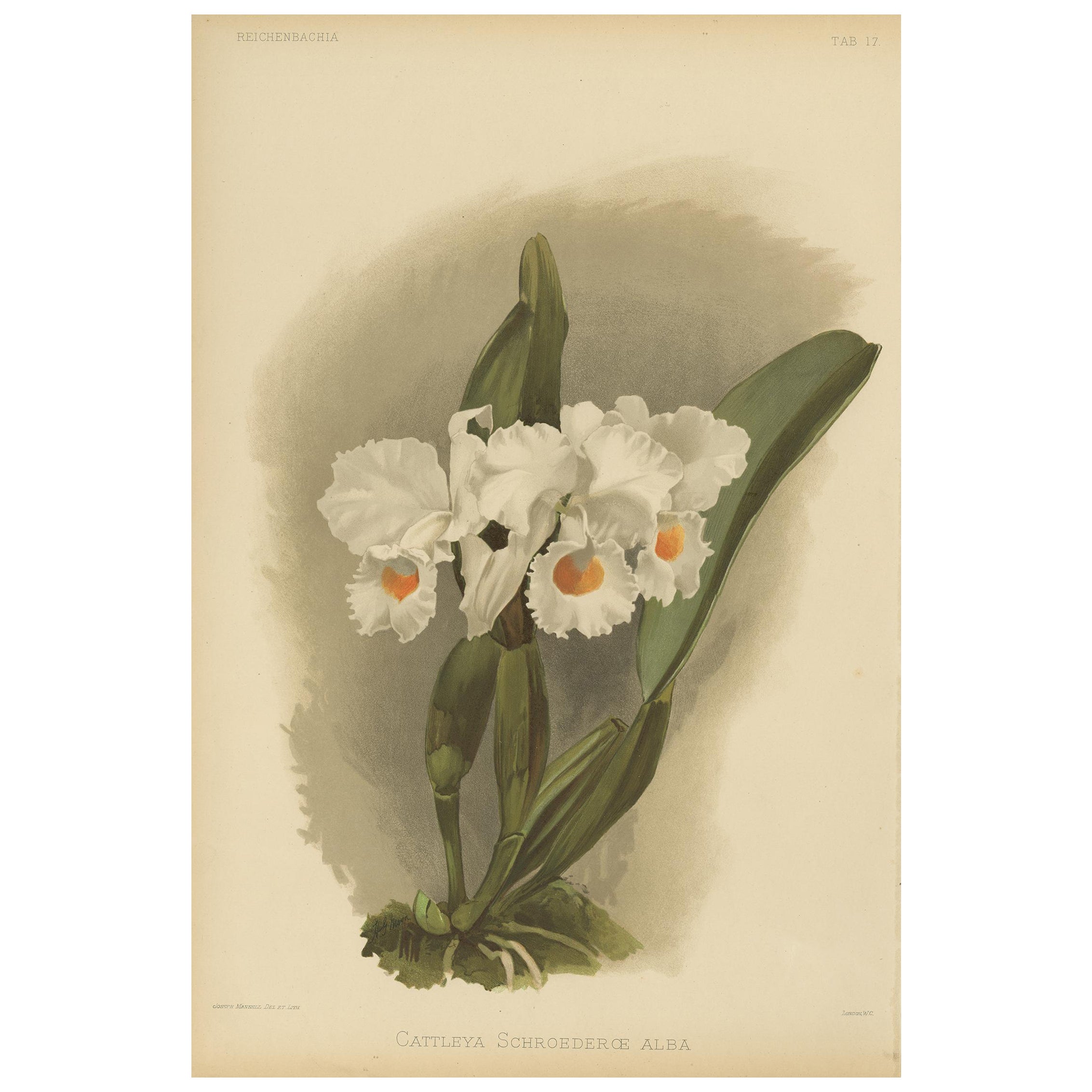 Gran grabado botánico antiguo - Orquídea blanca Cattleya Schroederæ Alba, c.1888