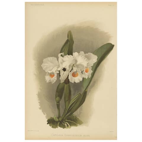 Large Antique Botanical Print – White Orchid Cattleya Schroederæ Alba, c.1888