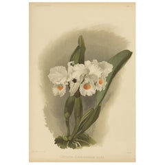 Large Antique Botanical Print – White Orchid Cattleya Schroederæ Alba, c.1888