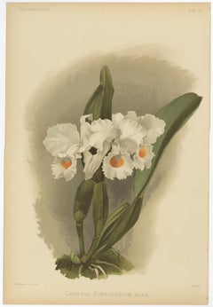 Grande stampa botanica antica - Orchidea bianca Cattleya Schroederæ Alba, 1888 ca.