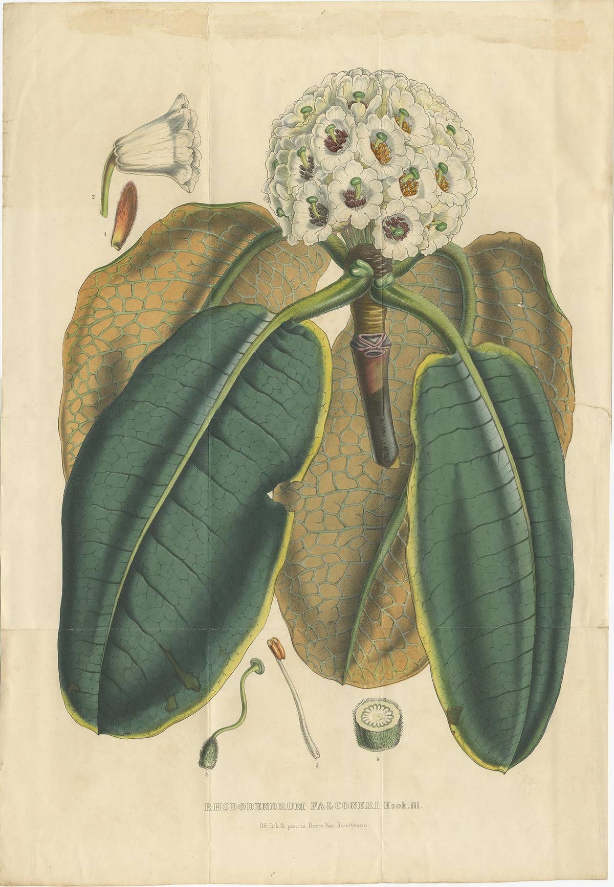 Large Antique Botany Print of The Falconer Rhododendron by Van Houtte, 1849