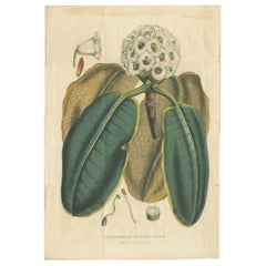 Large Antique Botany Print of The Falconer Rhododendron by Van Houtte, 1849