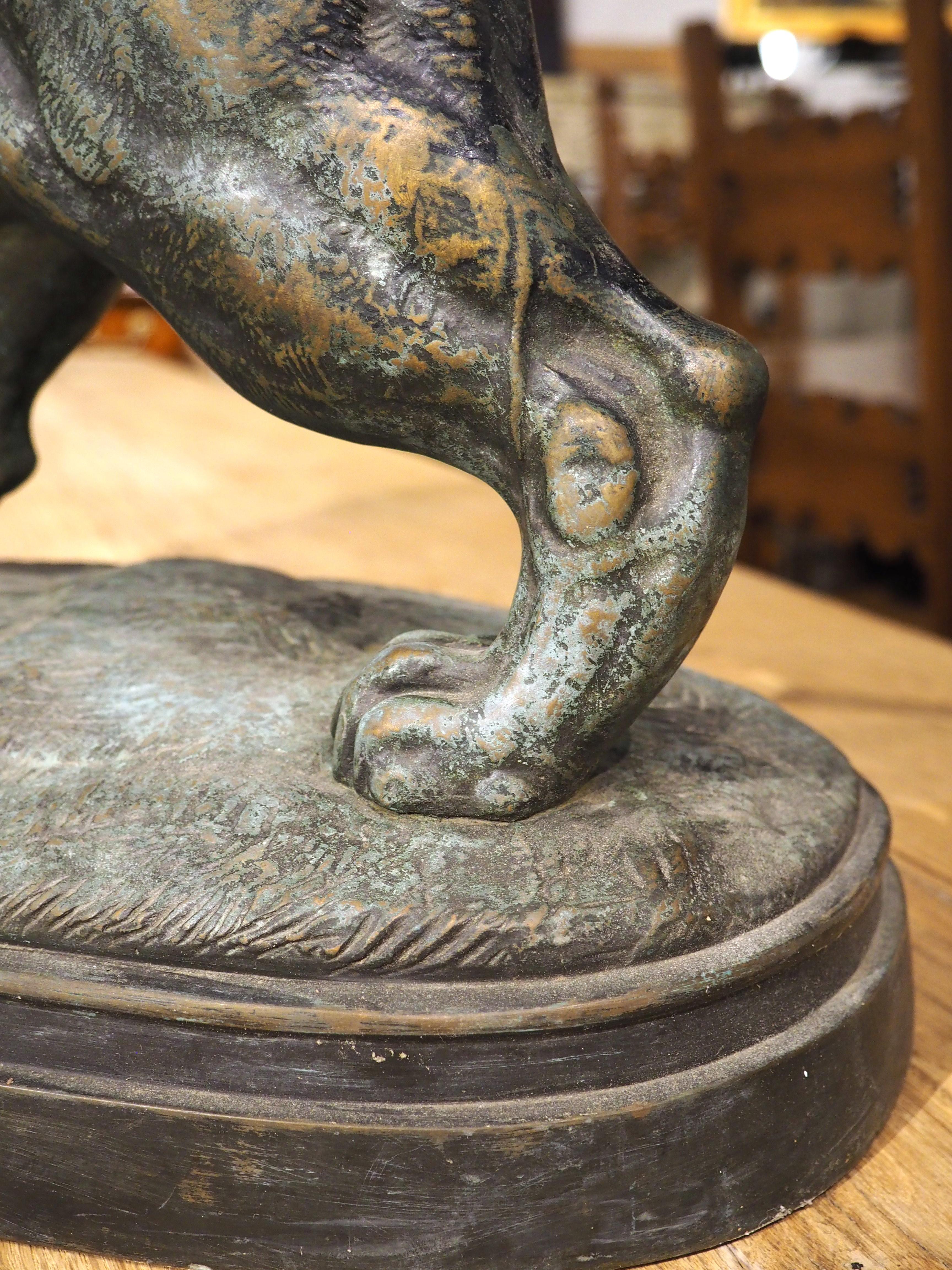 Grand bronze ancien, le lion du Senegal attachant une Antilope-Delabrierre 1866 10