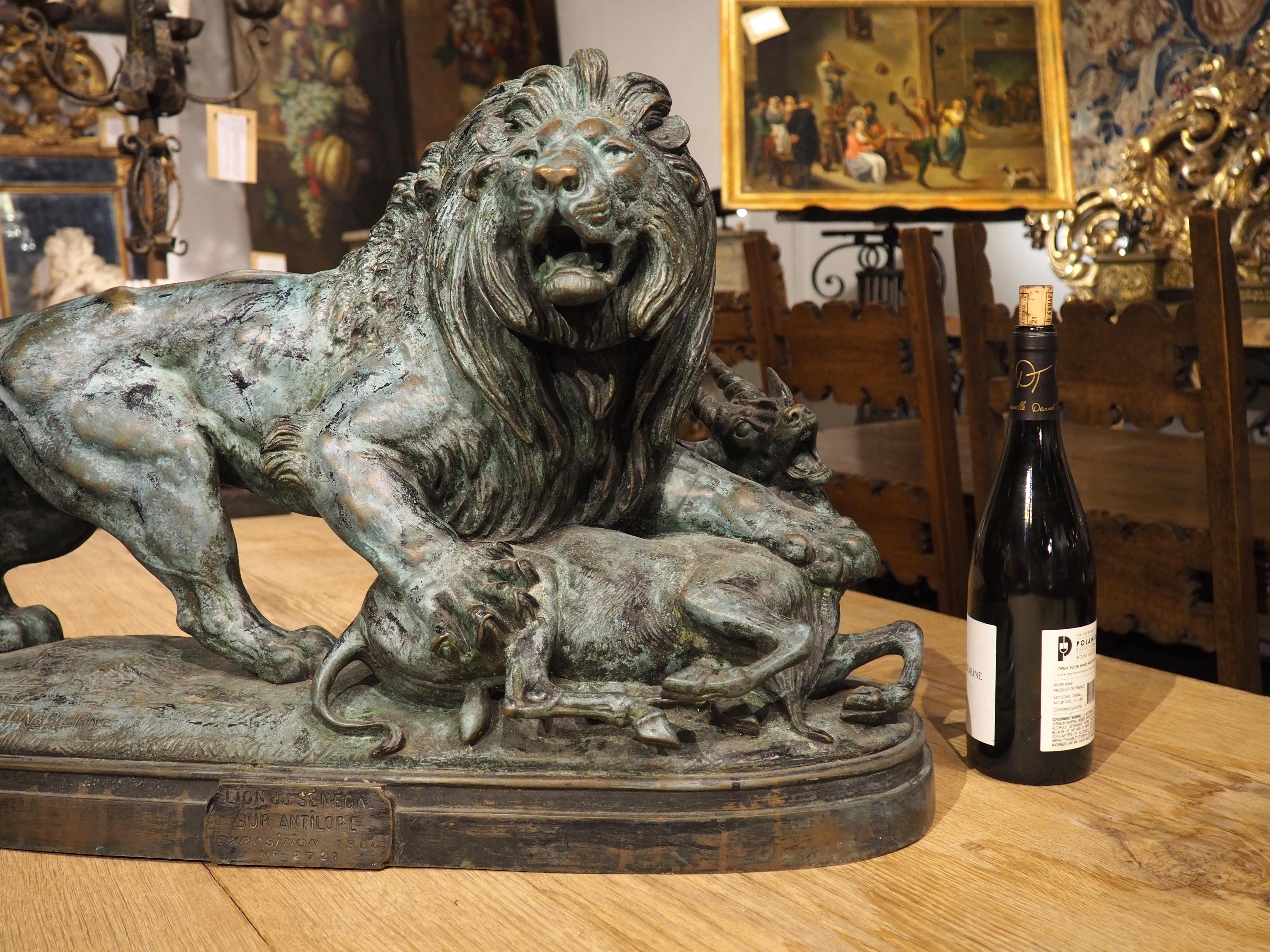 Grand bronze ancien, le lion du Senegal attachant une Antilope-Delabrierre 1866 14