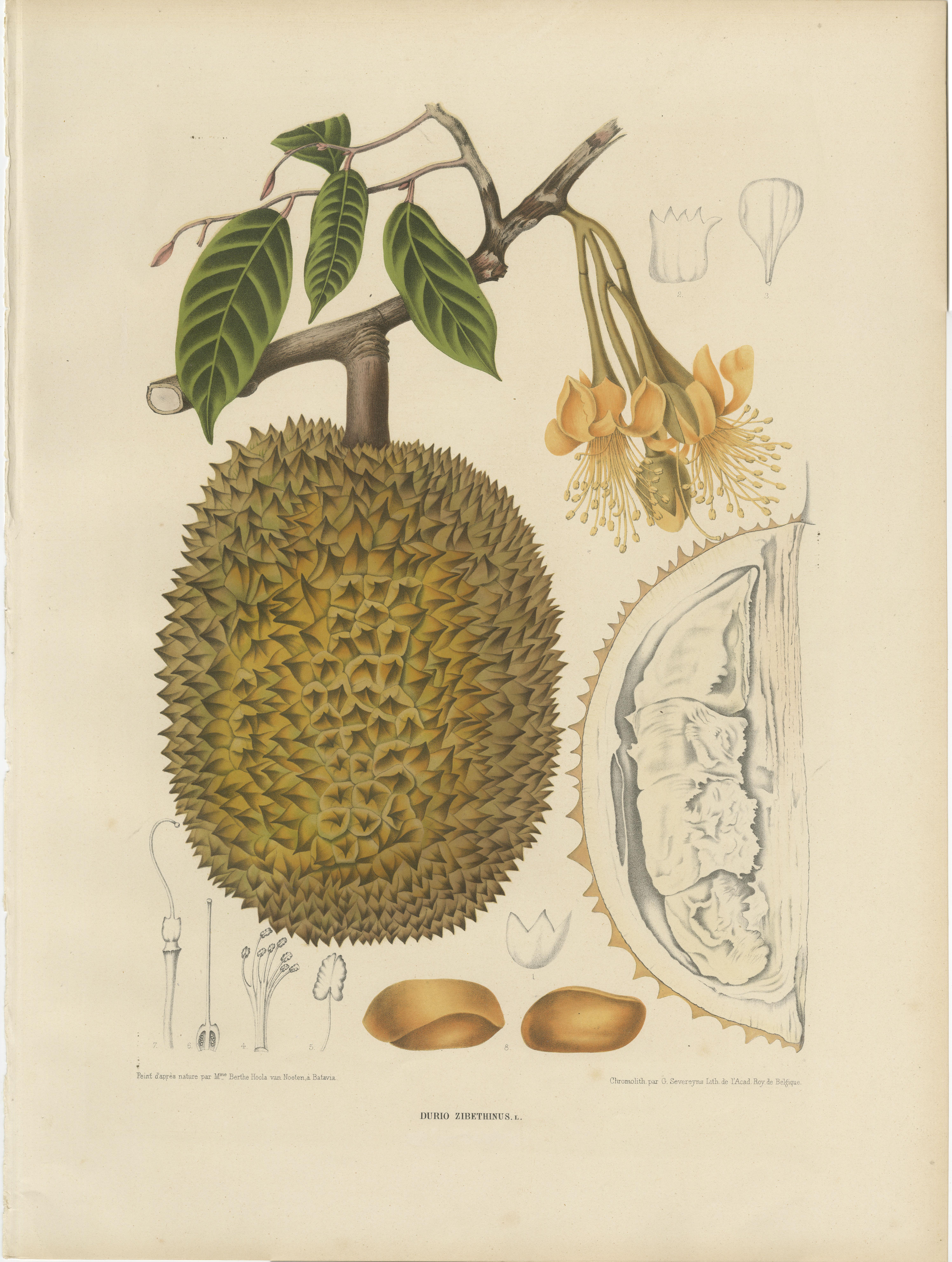 Antique print titled 'Durio Zibethinus'. Large and rare chromolithograph of the durio zibethinus, the most common tree species in the genus Durio that are known as durian and have edible fruit also known as durian. As with most other durian species,