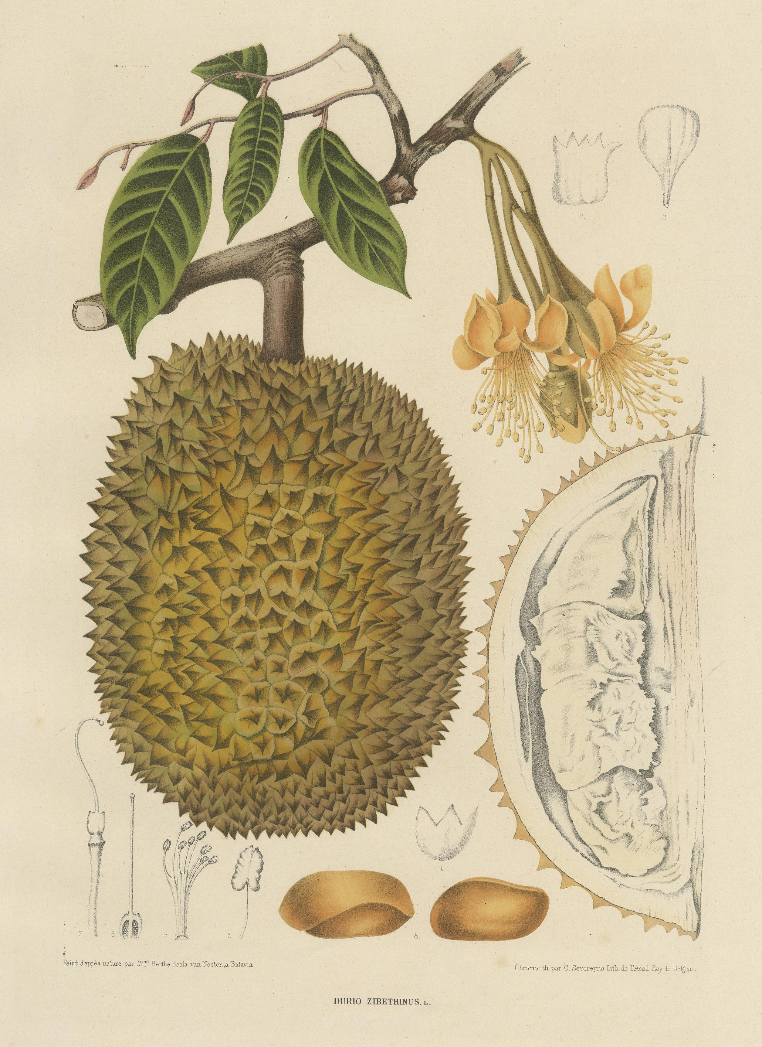 Large Antique Chromolithograph of Durio Zibethinus, Durian In Good Condition For Sale In Langweer, NL