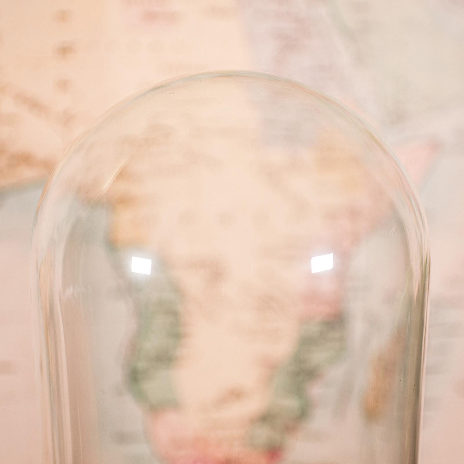 Large Antique Collector's Dome, English, Glass, Taxidermy, Specimen, Victorian In Good Condition For Sale In Hele, Devon, GB
