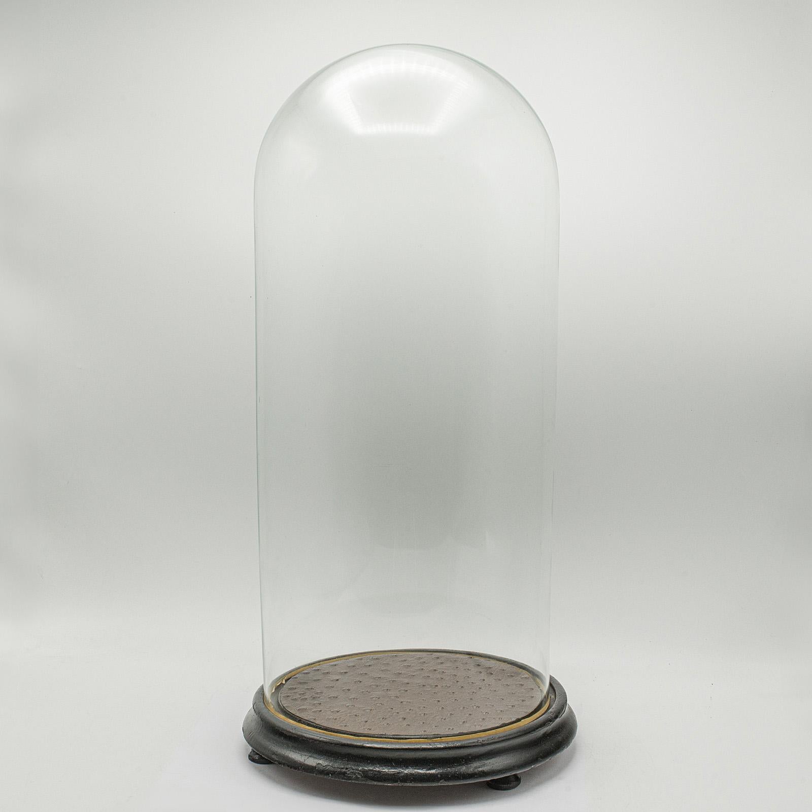 Large Antique Collector's Dome, English, Glass, Taxidermy, Specimen, Victorian For Sale 4