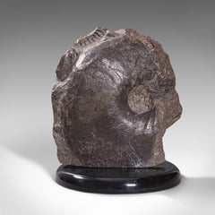 Large Antique Decorative Ammonite, English, Fossil, Geological Ornament, c.1910