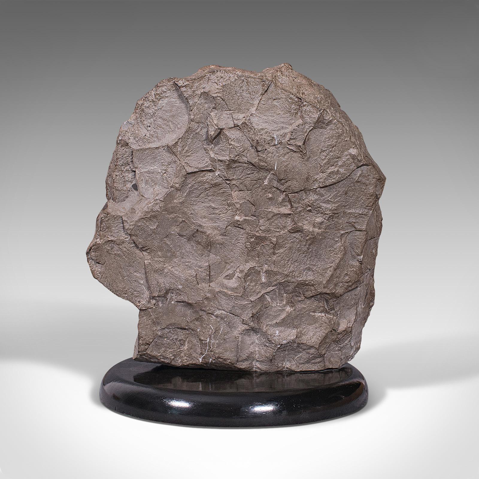 Großer antiker dekorativer Ammonit-Dekor, englisch, Fossil, geologische Ornament, um 1910 (Stein) im Angebot
