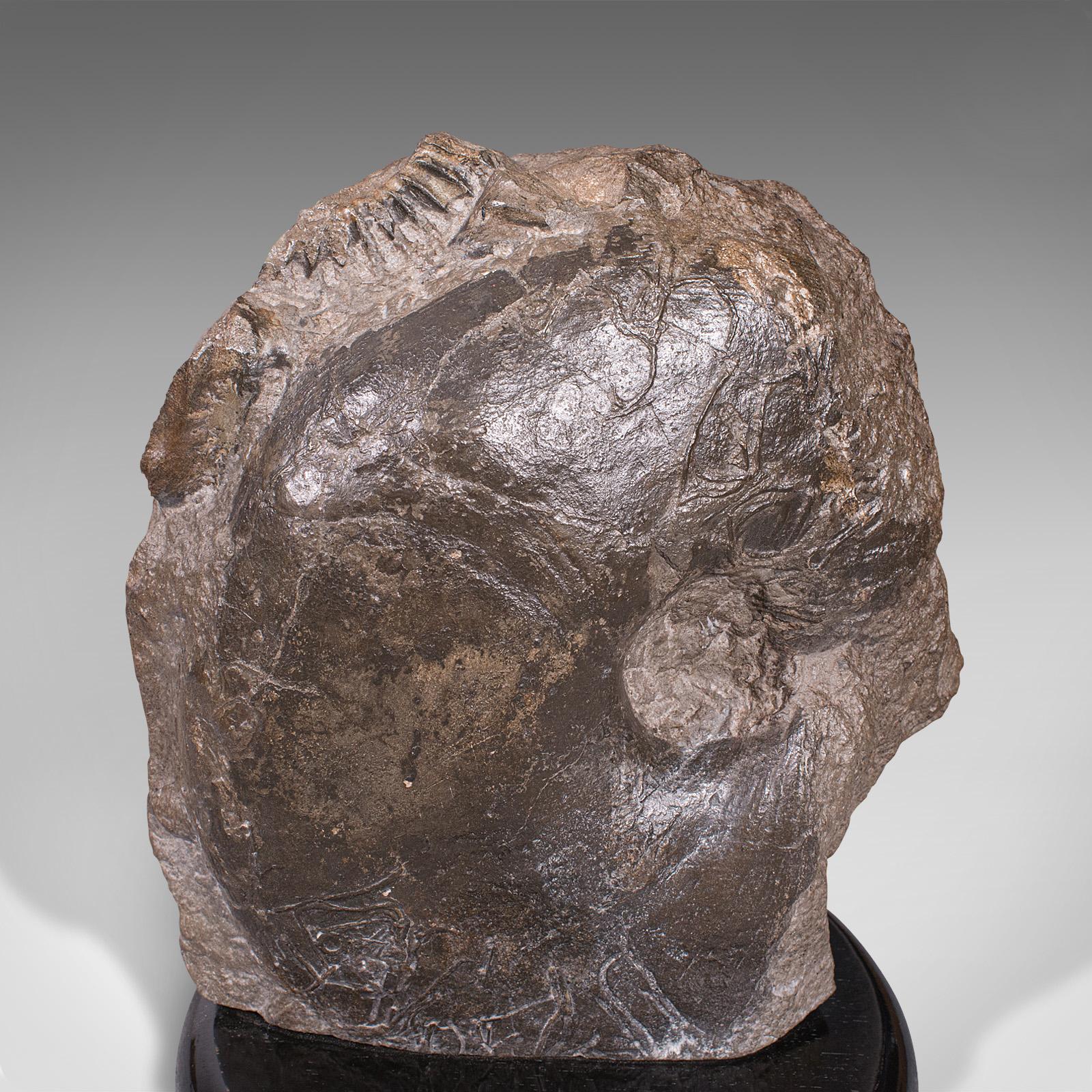 Großer antiker dekorativer Ammonit-Dekor, englisch, Fossil, geologische Ornament, um 1910 im Angebot 2