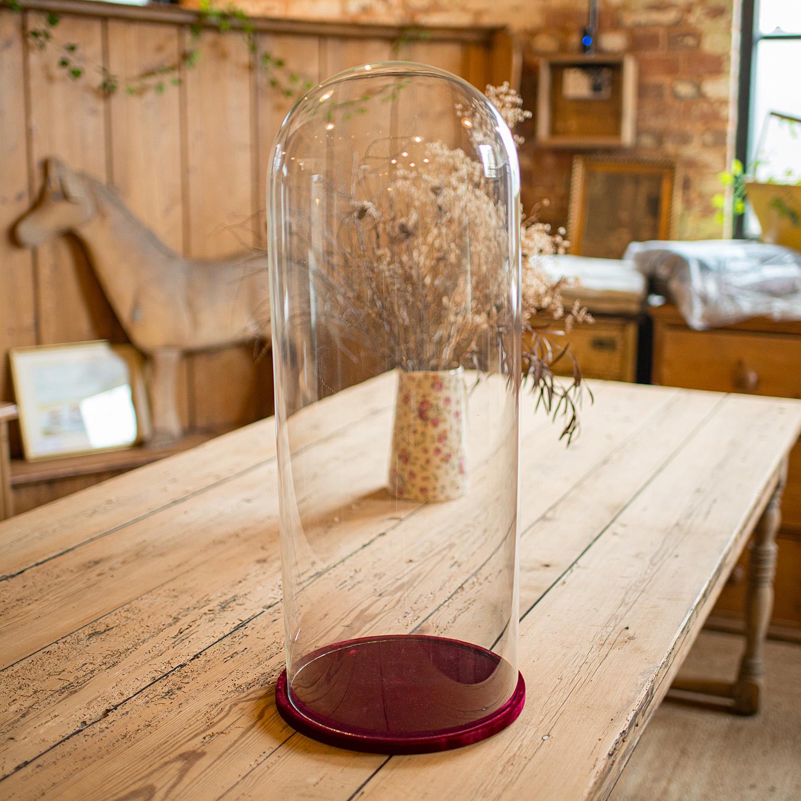 This is a distinguished antique display dome, offering superb proportions and a refined velvet-lined base, dating to the Edwardian period, circa 1910. This elegant glass showcase is ideal for taxidermy specimens, decorative ornaments, or as a