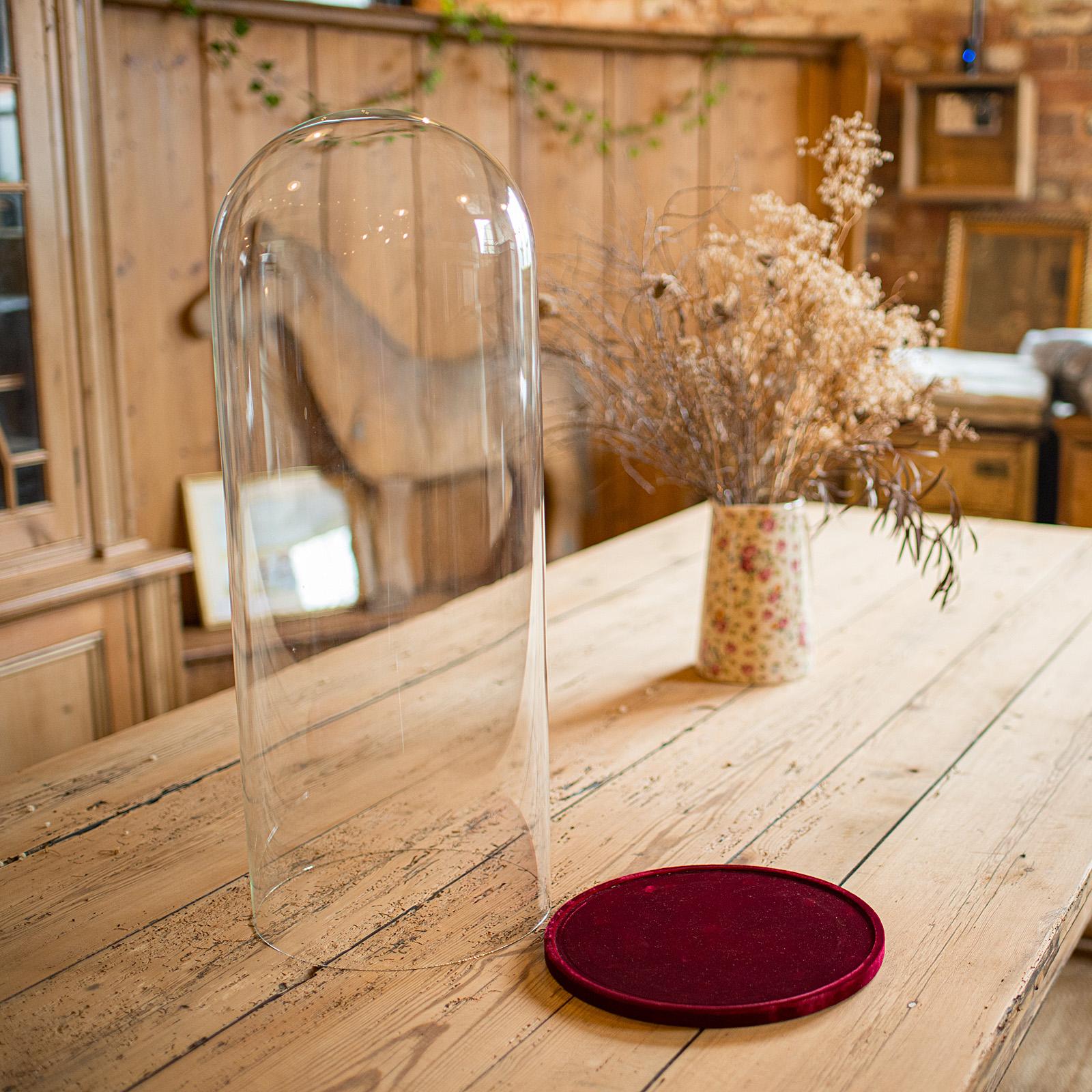 Large Antique Display Dome, Edwardian, Glass, Showcase, Taxidermy, Circa 1910 In Good Condition For Sale In Hele, Devon, GB