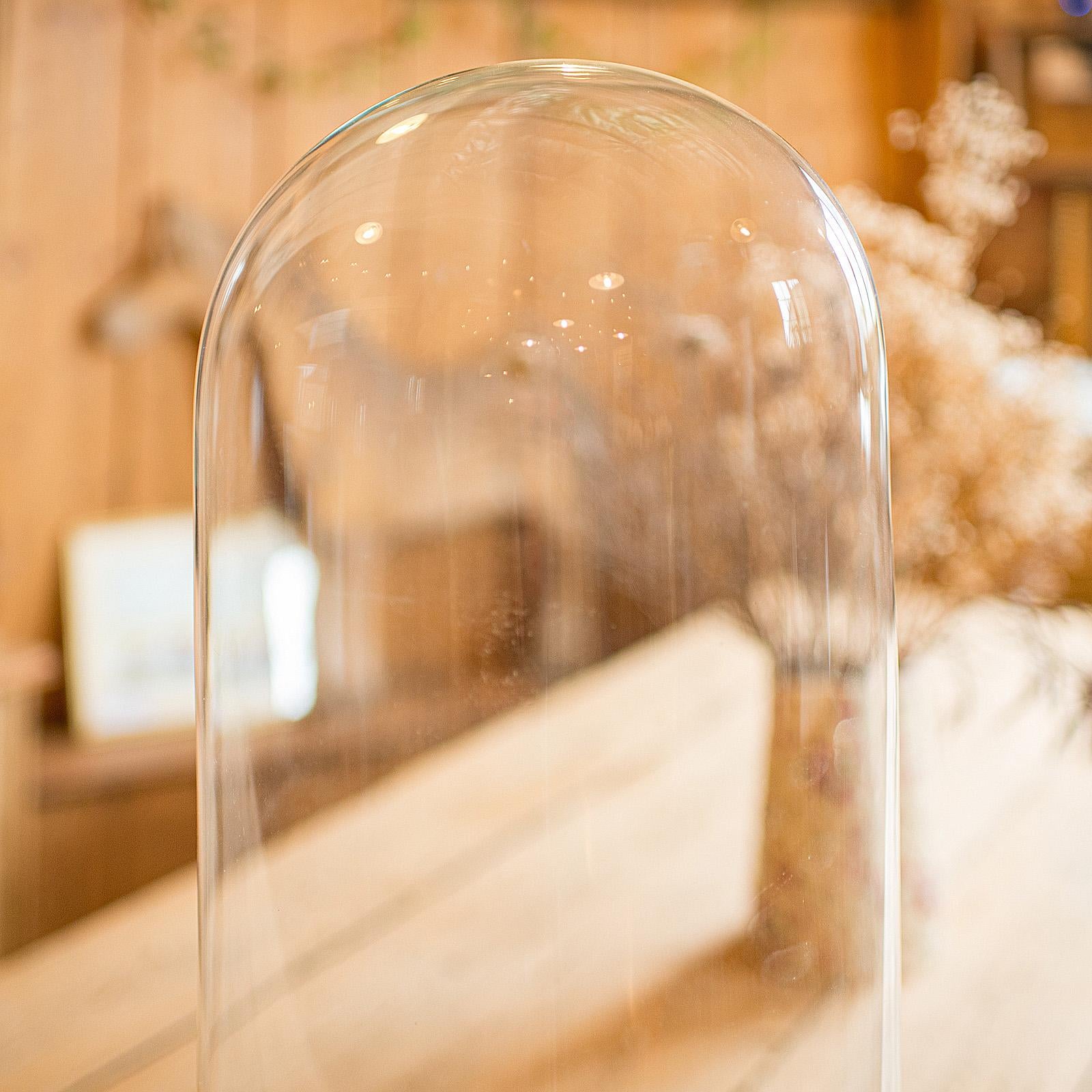 Large Antique Display Dome, Edwardian, Glass, Showcase, Taxidermy, Circa 1910 For Sale 2