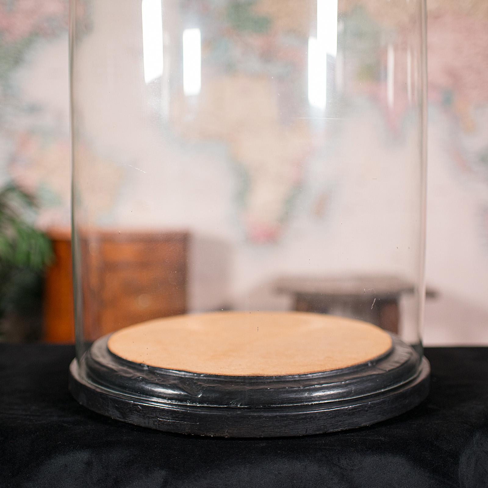 Gran Cúpula de Exhibición Antigua, Inglesa, Cristal, Vitrina de Taxidermia, Victoriana, 1850 en Bueno estado para la venta en Hele, Devon, GB