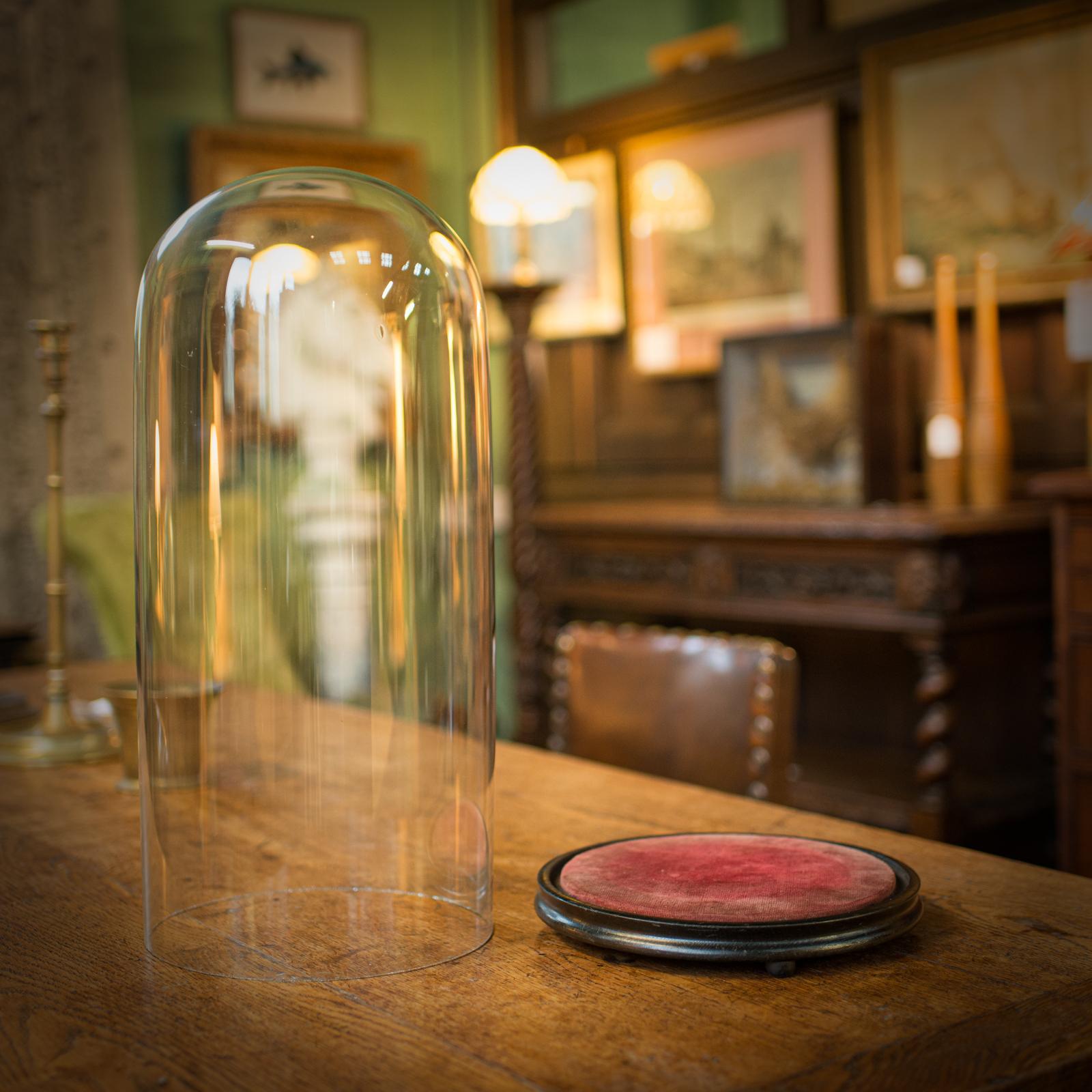 Large Antique Display Dome, English, Glass, Taxidermy, Showcase, Victorian, 1880 In Good Condition For Sale In Hele, Devon, GB