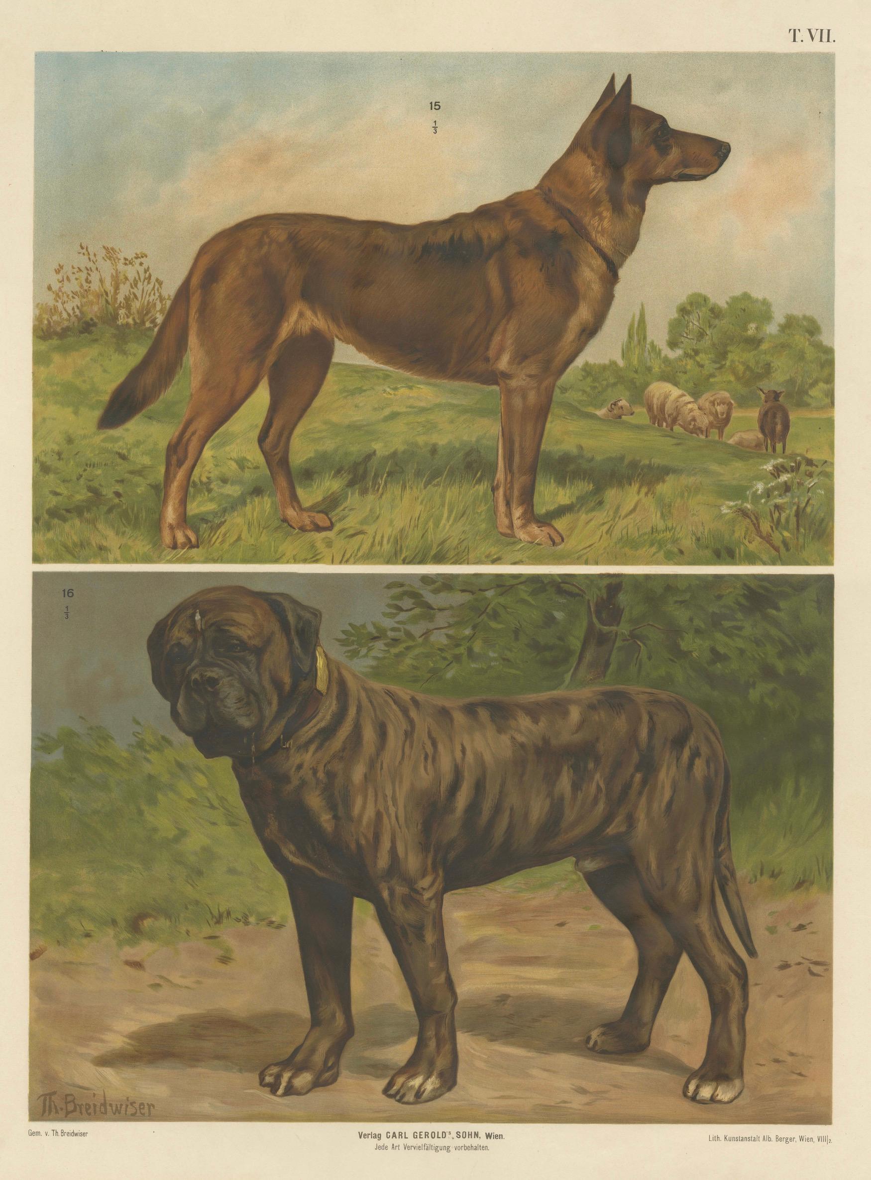 Grande affiche ancienne sur les chiens - Berger et Mastiff par Briedwiser c.1880.

Description :
Cette impressionnante affiche originale en chromolithographie date d'environ 1880 et a été publiée par Carl Gerold's Sohn à Vienne dans le cadre d'une