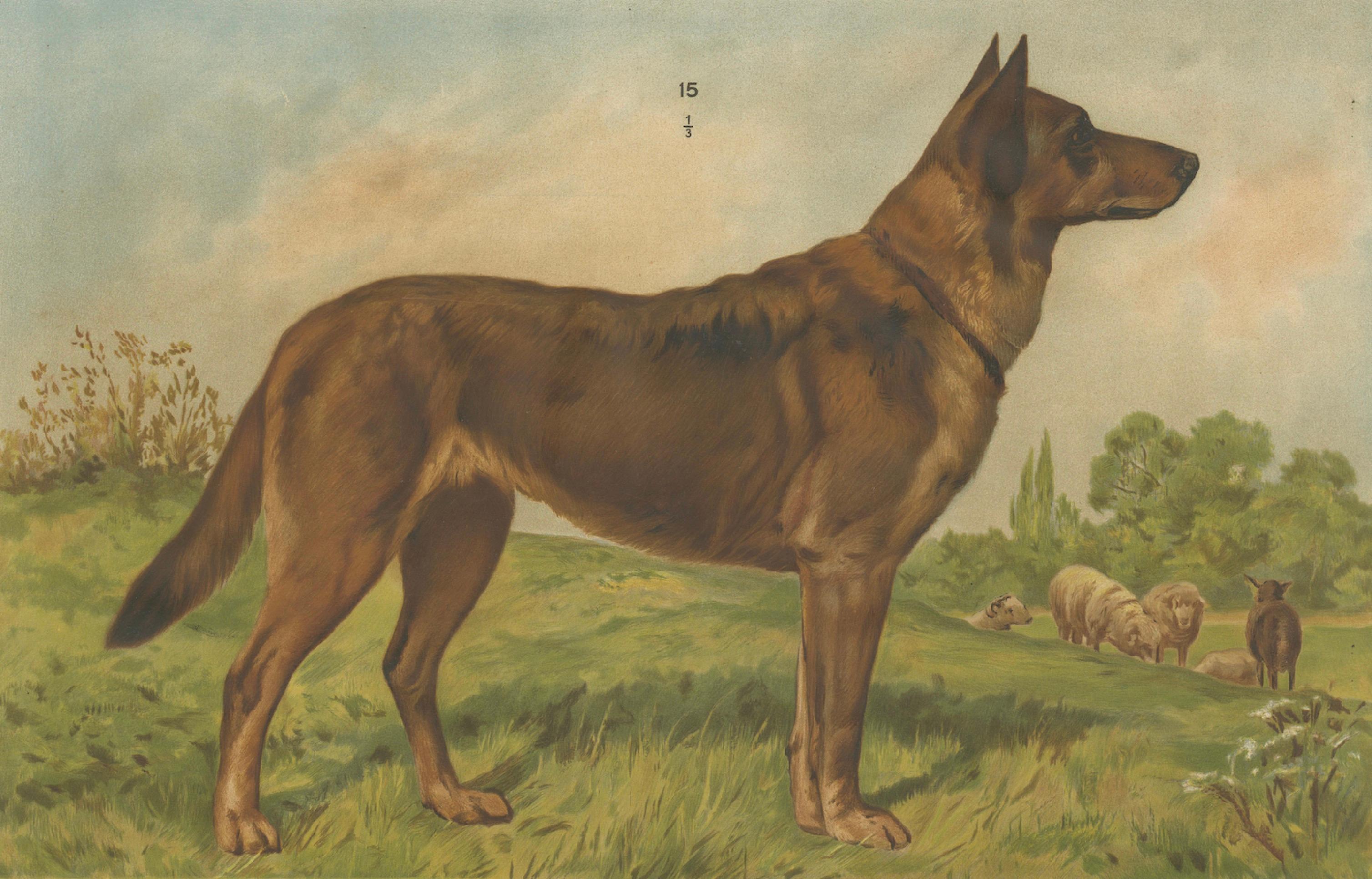 Autrichien Grande affiche ancienne sur les chiens - Berger et Mastiff par Briedwiser c.1880. en vente