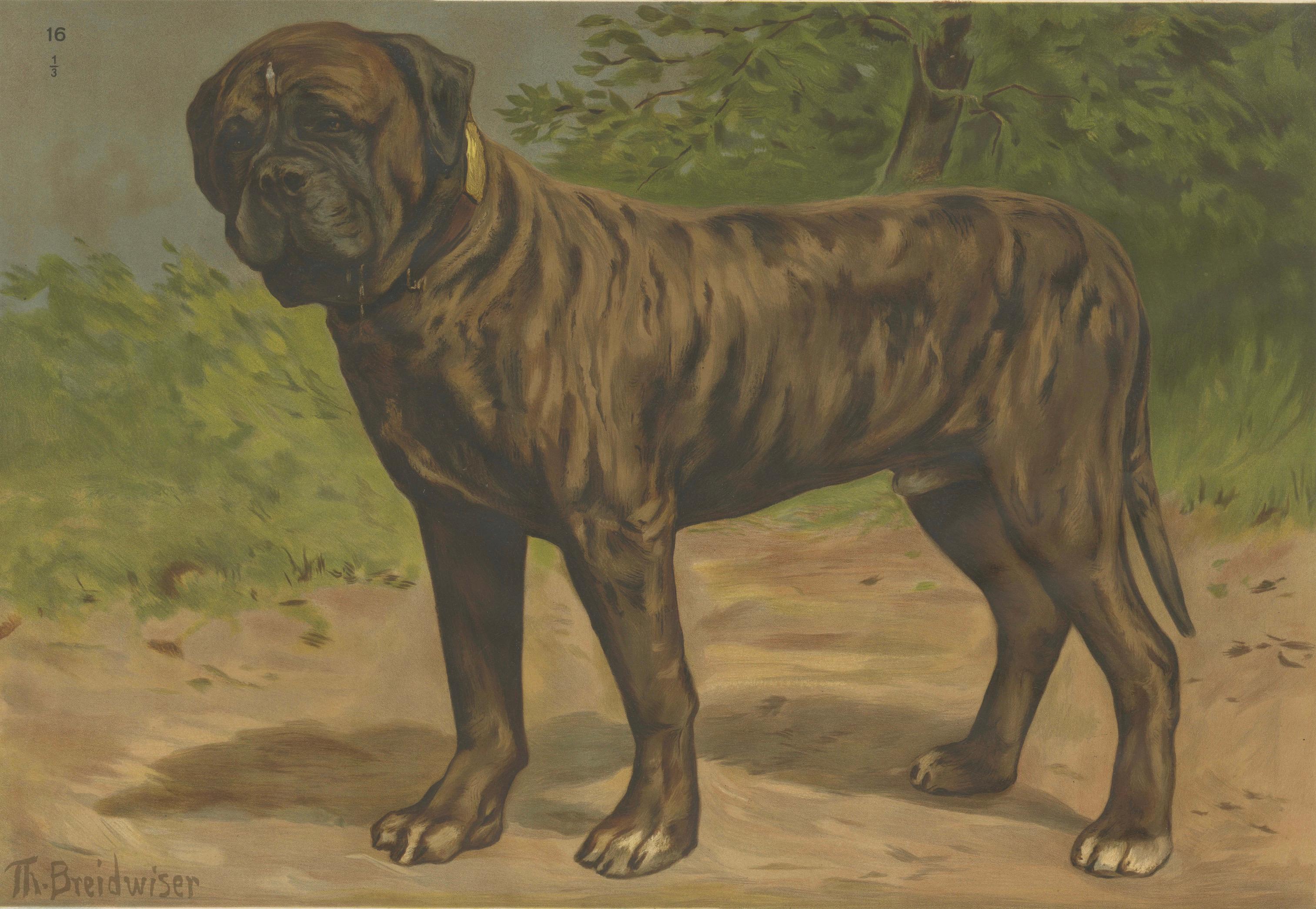 Grande affiche ancienne sur les chiens - Berger et Mastiff par Briedwiser c.1880. Bon état - En vente à Langweer, NL