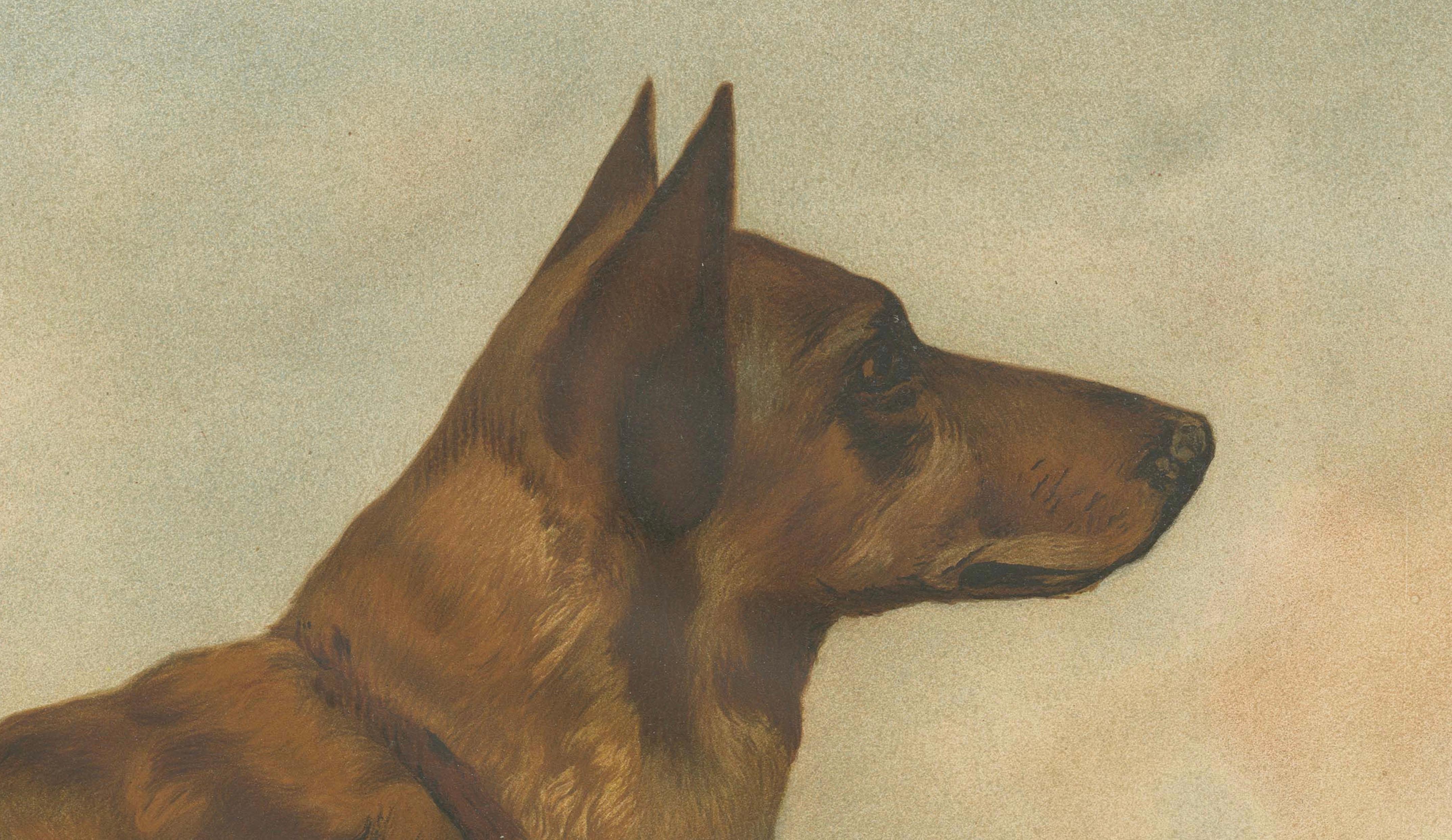 XIXe siècle Grande affiche ancienne sur les chiens - Berger et Mastiff par Briedwiser c.1880. en vente