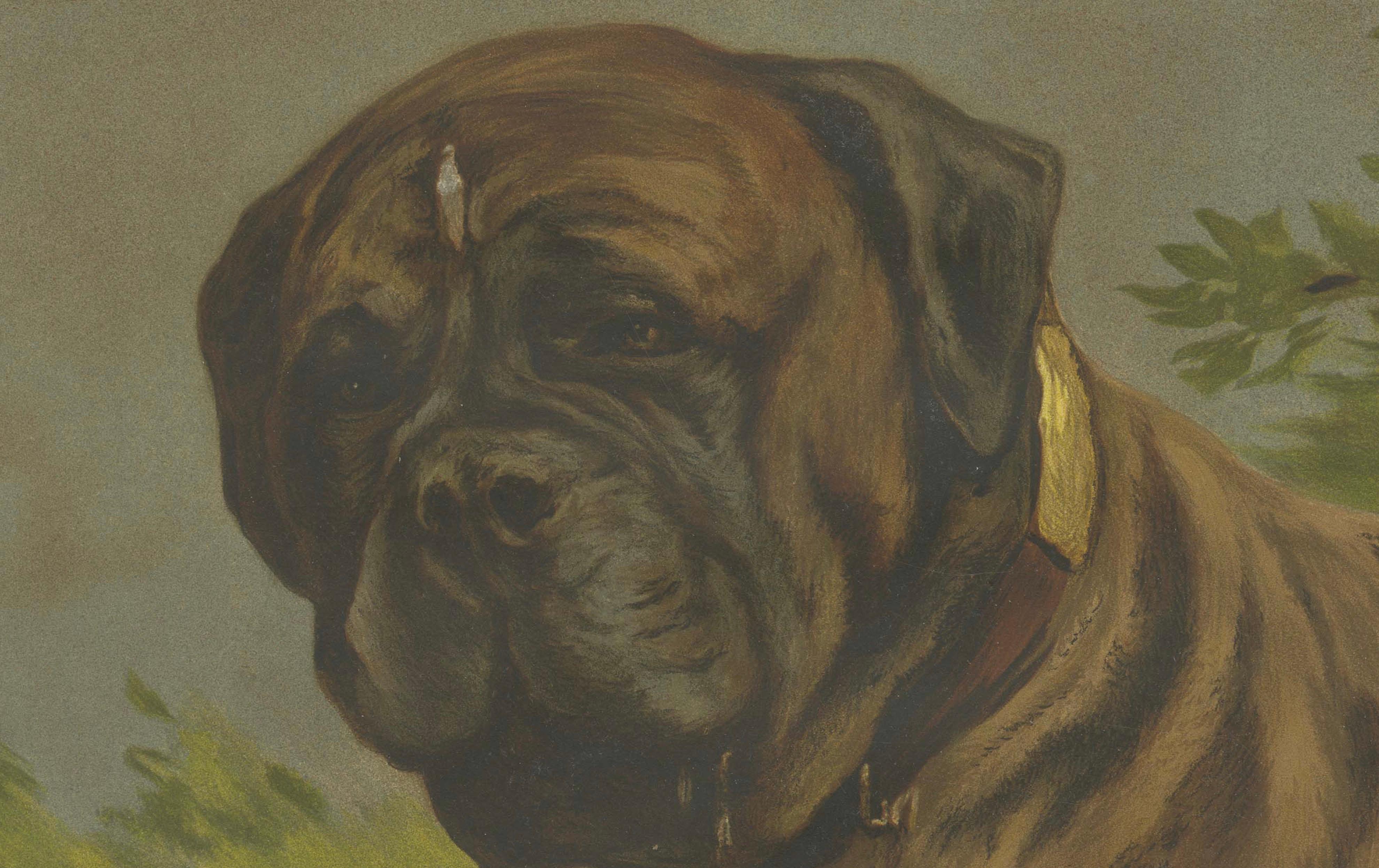 Papier Grande affiche ancienne sur les chiens - Berger et Mastiff par Briedwiser c.1880. en vente