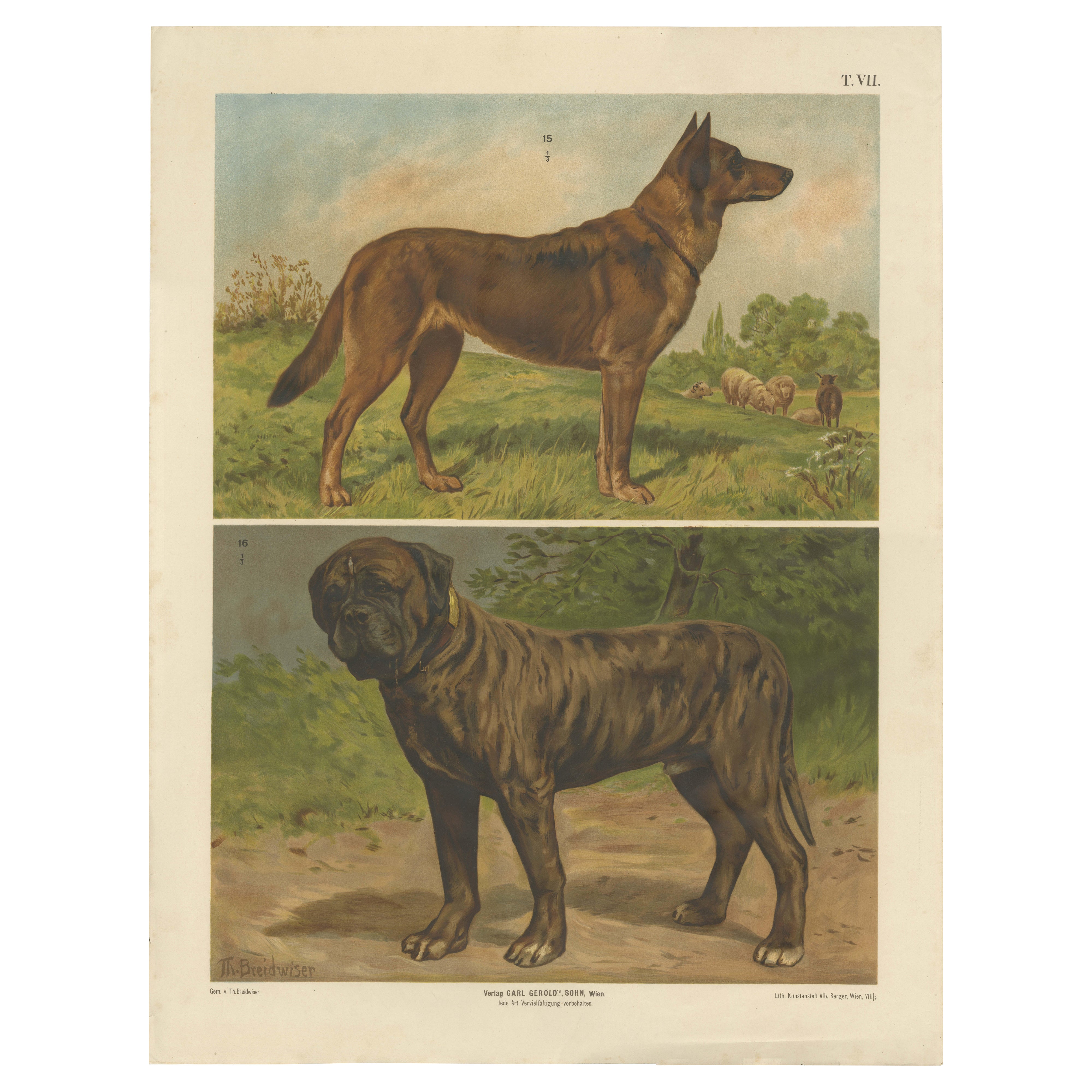 Poster antico di grandi dimensioni per cani - Pastore e Mastino di Briedwiser, 1880 ca.