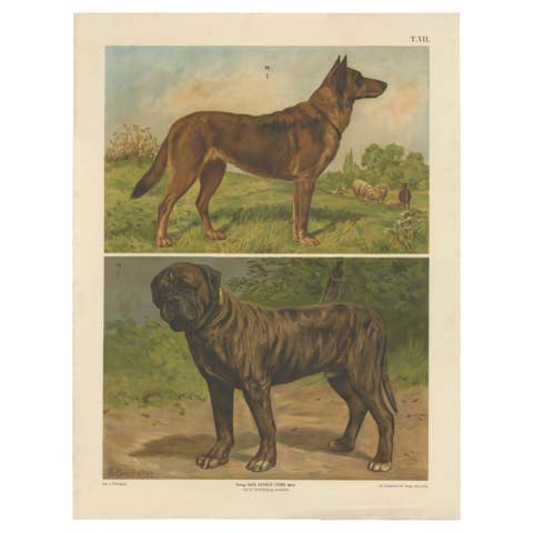 Large Antique Dog Poster – Shepherd and Mastiff by Briedwiser c.1880