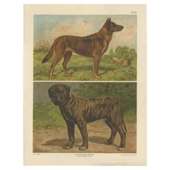 Large Antique Dog Poster – Shepherd and Mastiff by Briedwiser c.1880