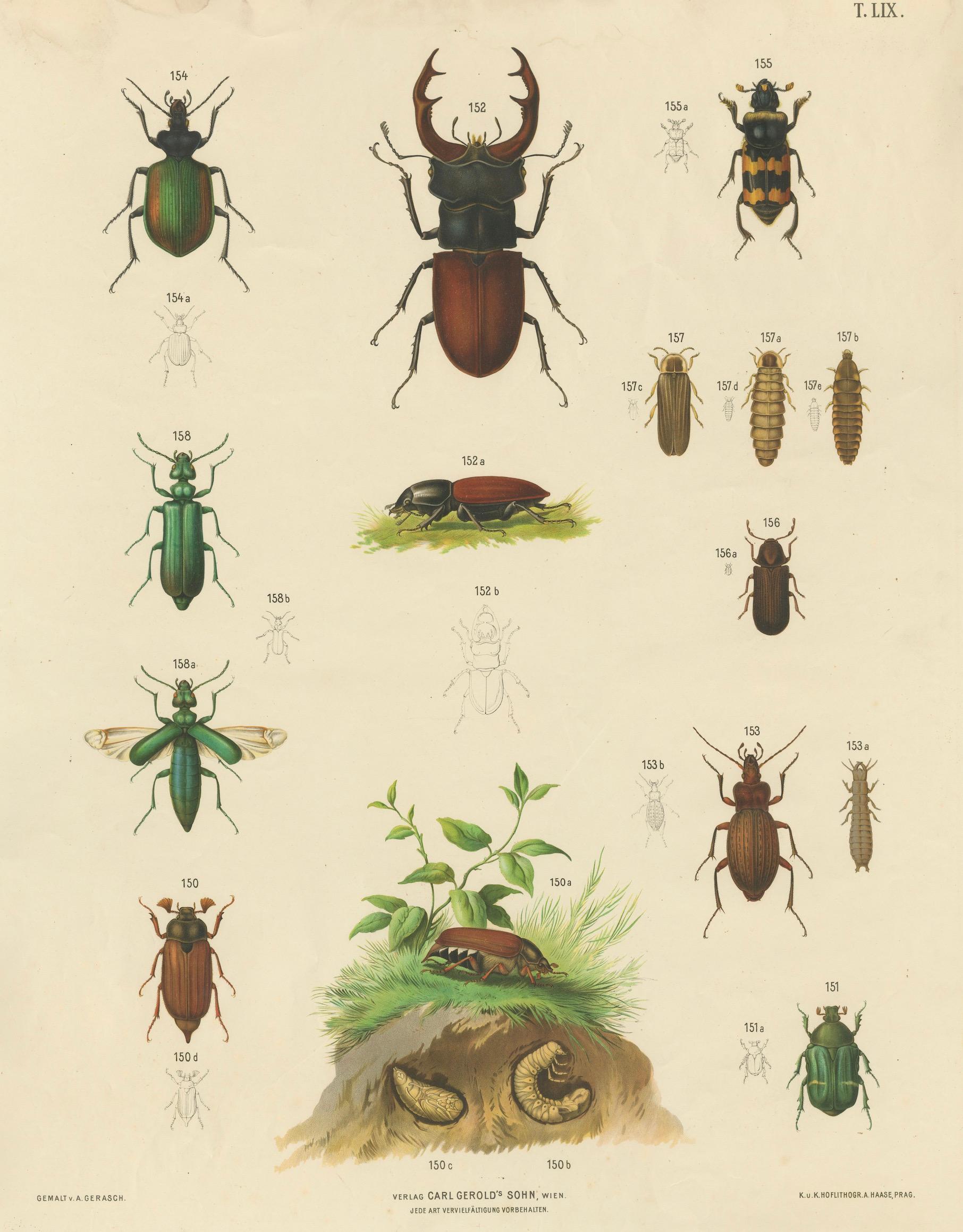 Large Antique Educational Poster of European Beetles and Larvae, c.1900

Description:
This large antique educational entomology poster depicts a fascinating array of beetles and their developmental stages, published circa 1900 by Carl Gerold's Sohn