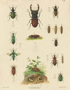 Large Antique Educational Poster of European Beetles and Larvae, c.1880