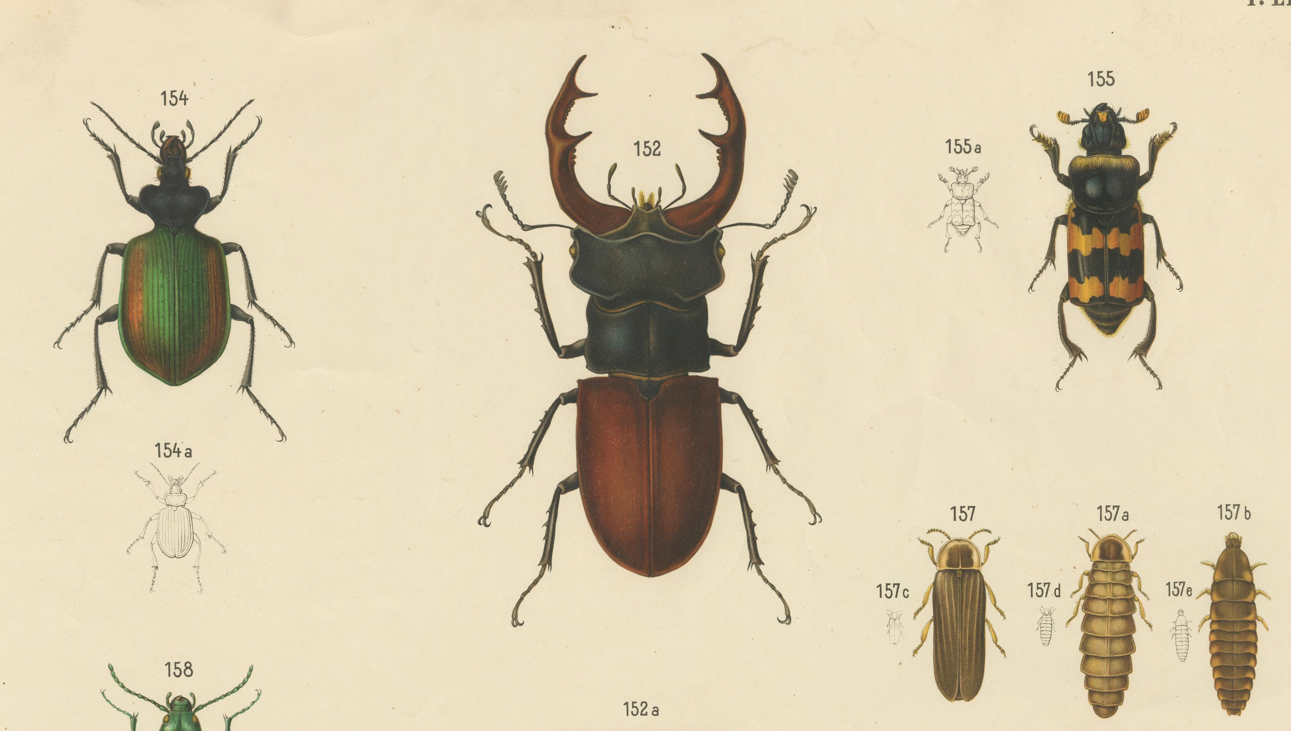 Austrian Large Antique Educational Poster of European Beetles and Larvae, c.1880 For Sale
