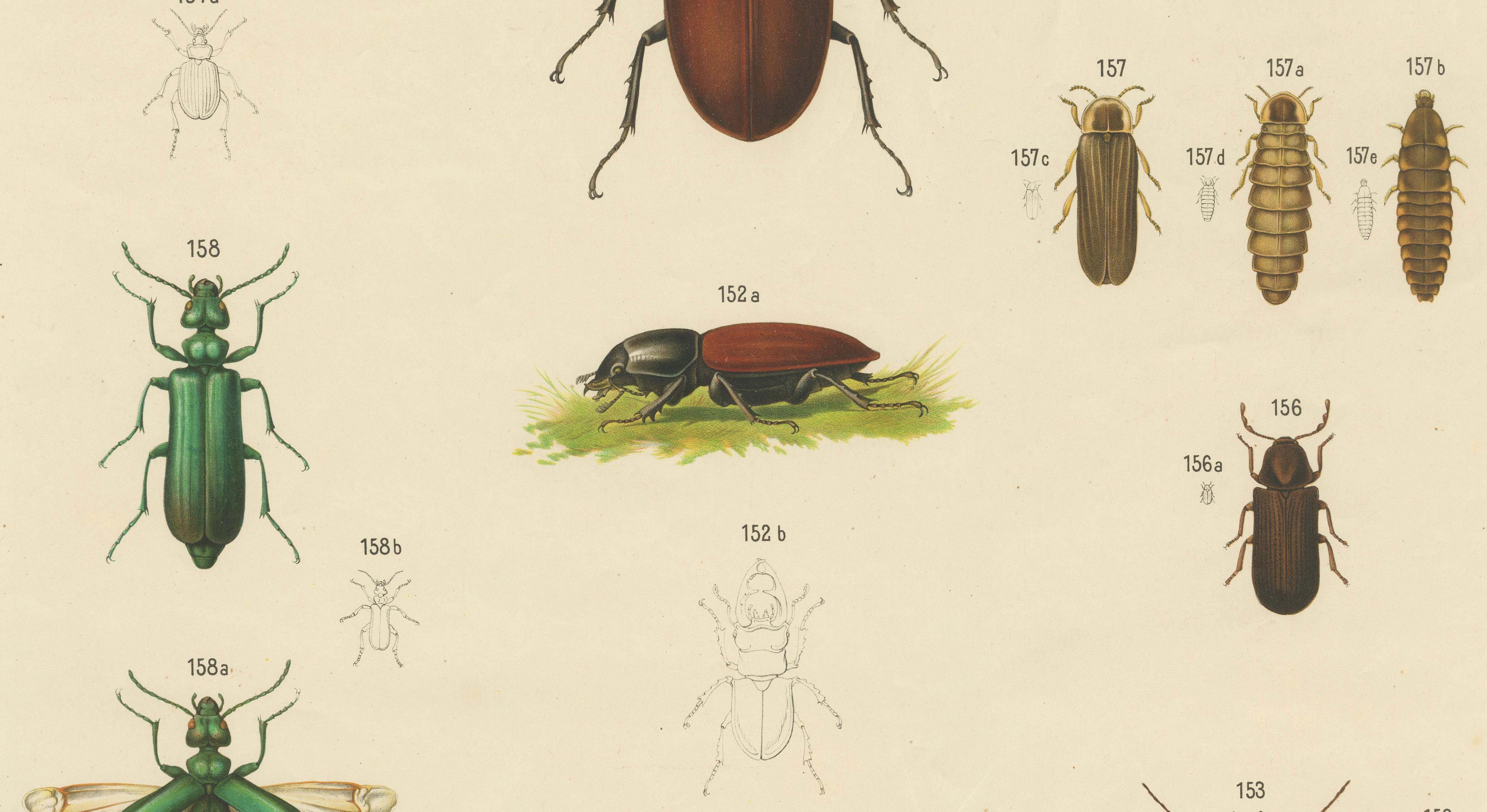 Large Antique Educational Poster of European Beetles and Larvae, c.1880 In Good Condition For Sale In Langweer, NL