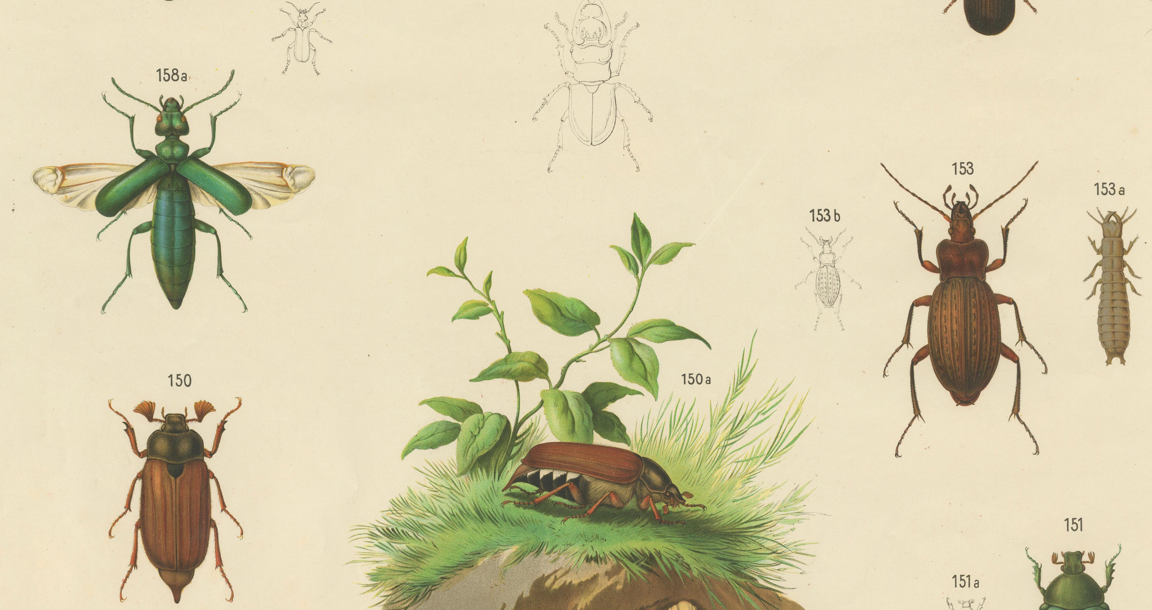 19th Century Large Antique Educational Poster of European Beetles and Larvae, c.1880 For Sale