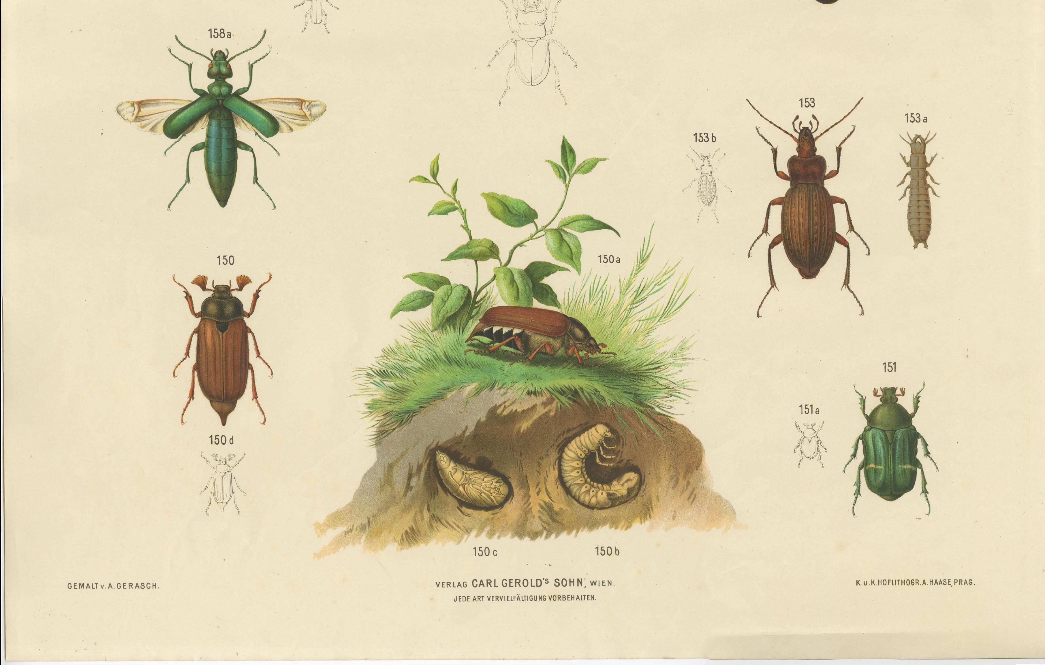 Paper Large Antique Educational Poster of European Beetles and Larvae, c.1880 For Sale