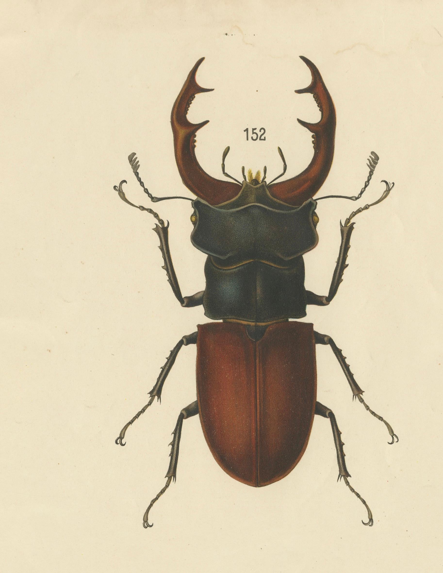 Large Antique Educational Poster of European Beetles and Larvae, c.1880 For Sale 1