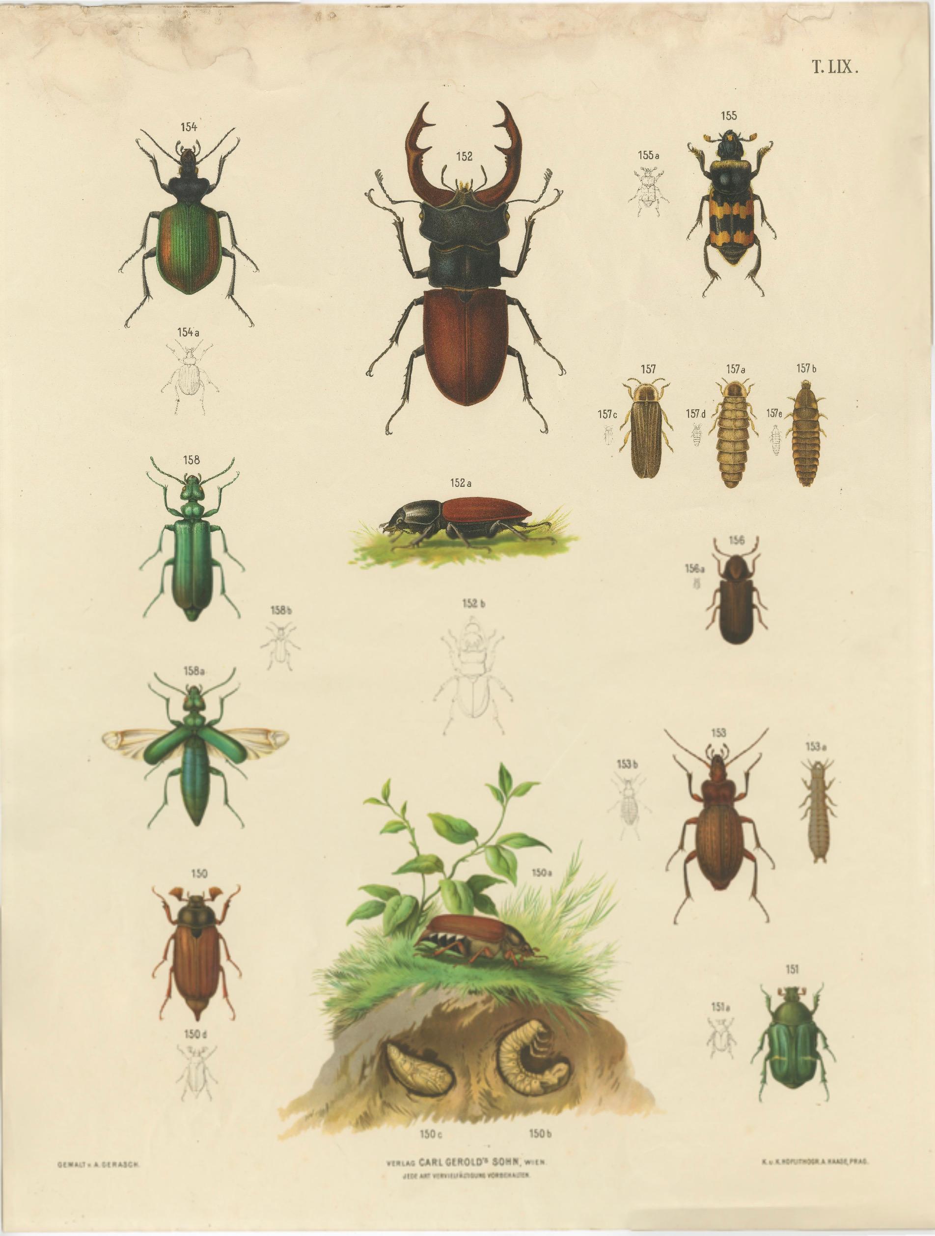 Large Antique Educational Poster of European Beetles and Larvae, c.1880 For Sale 2