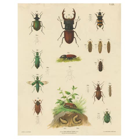 Large Antique Educational Poster of European Beetles and Larvae, c.1880