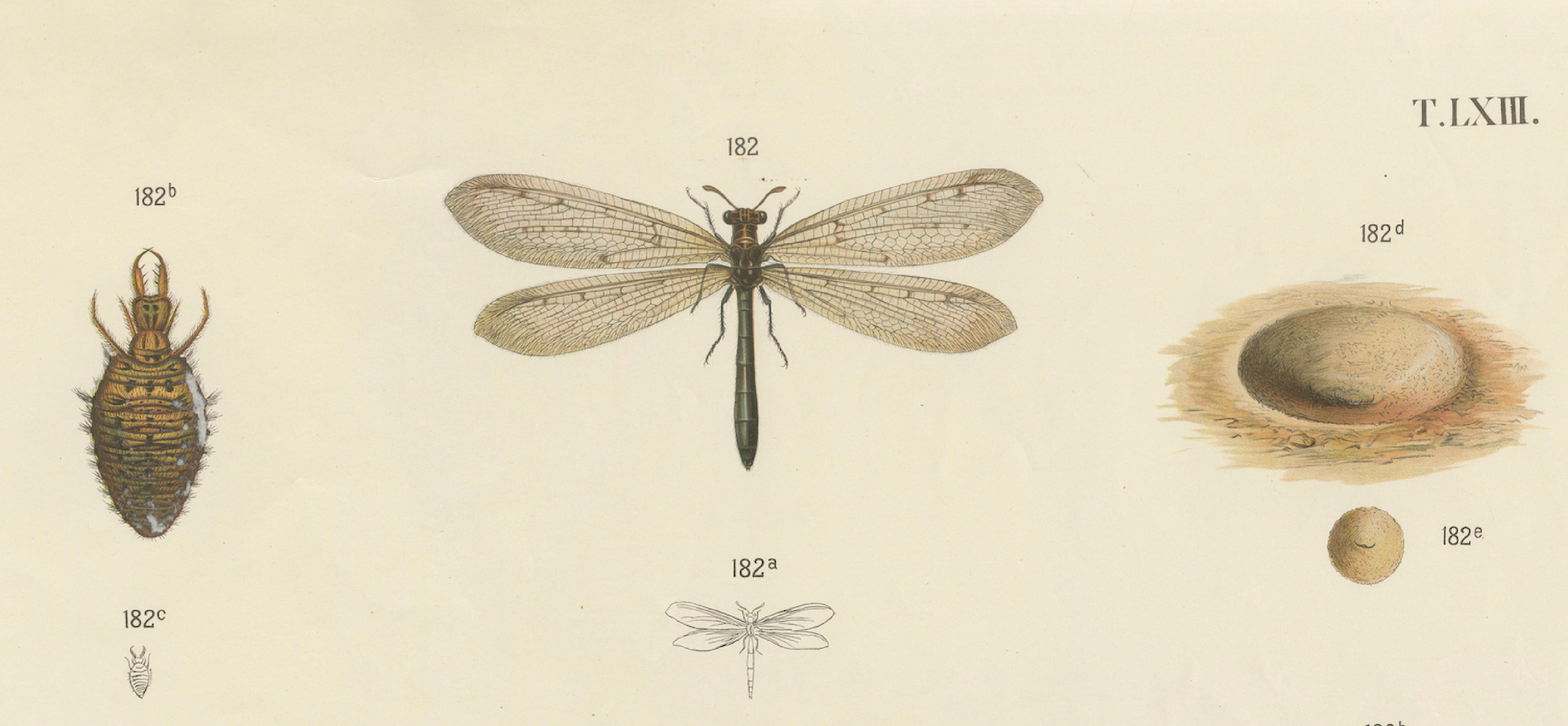 Austrian Large Antique Entomology Poster – Dragonflies, Crickets & Flies, ca.1880 For Sale