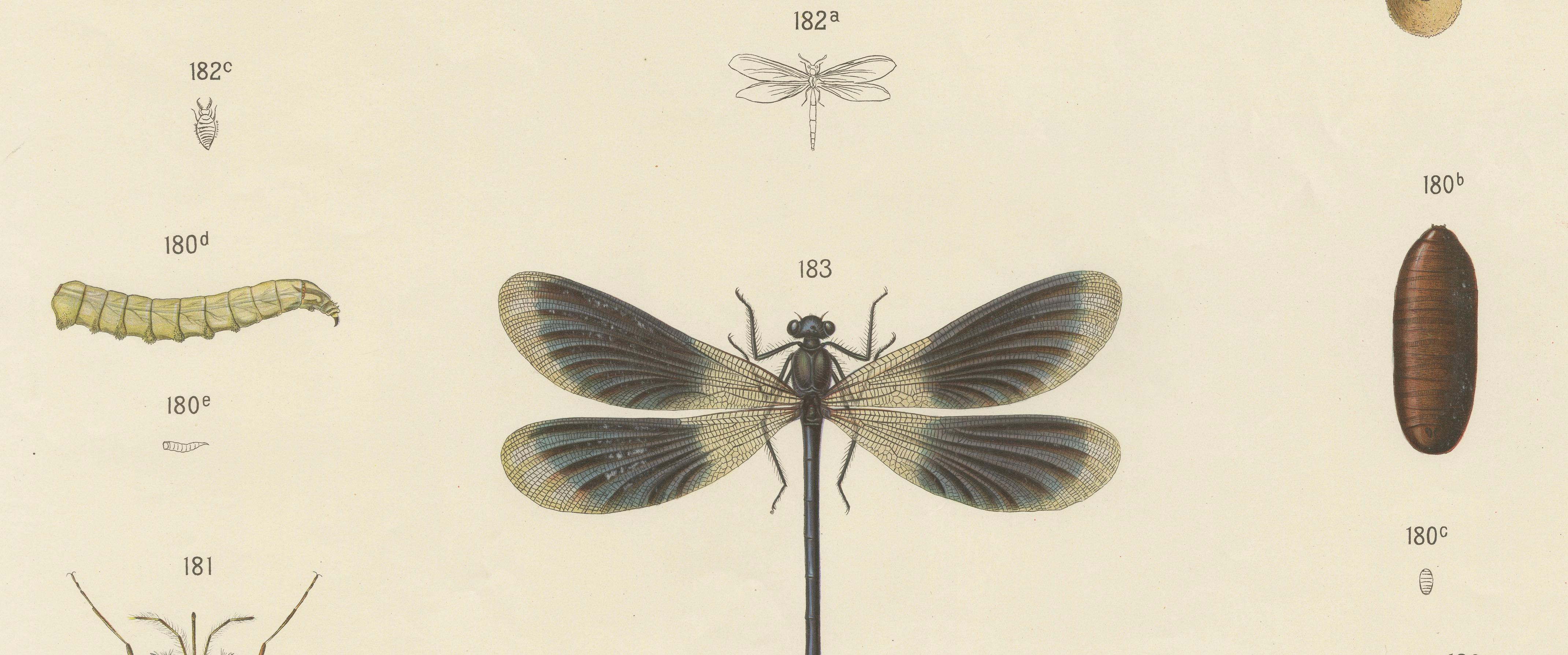Large Antique Entomology Poster – Dragonflies, Crickets & Flies, ca.1880 In Good Condition For Sale In Langweer, NL
