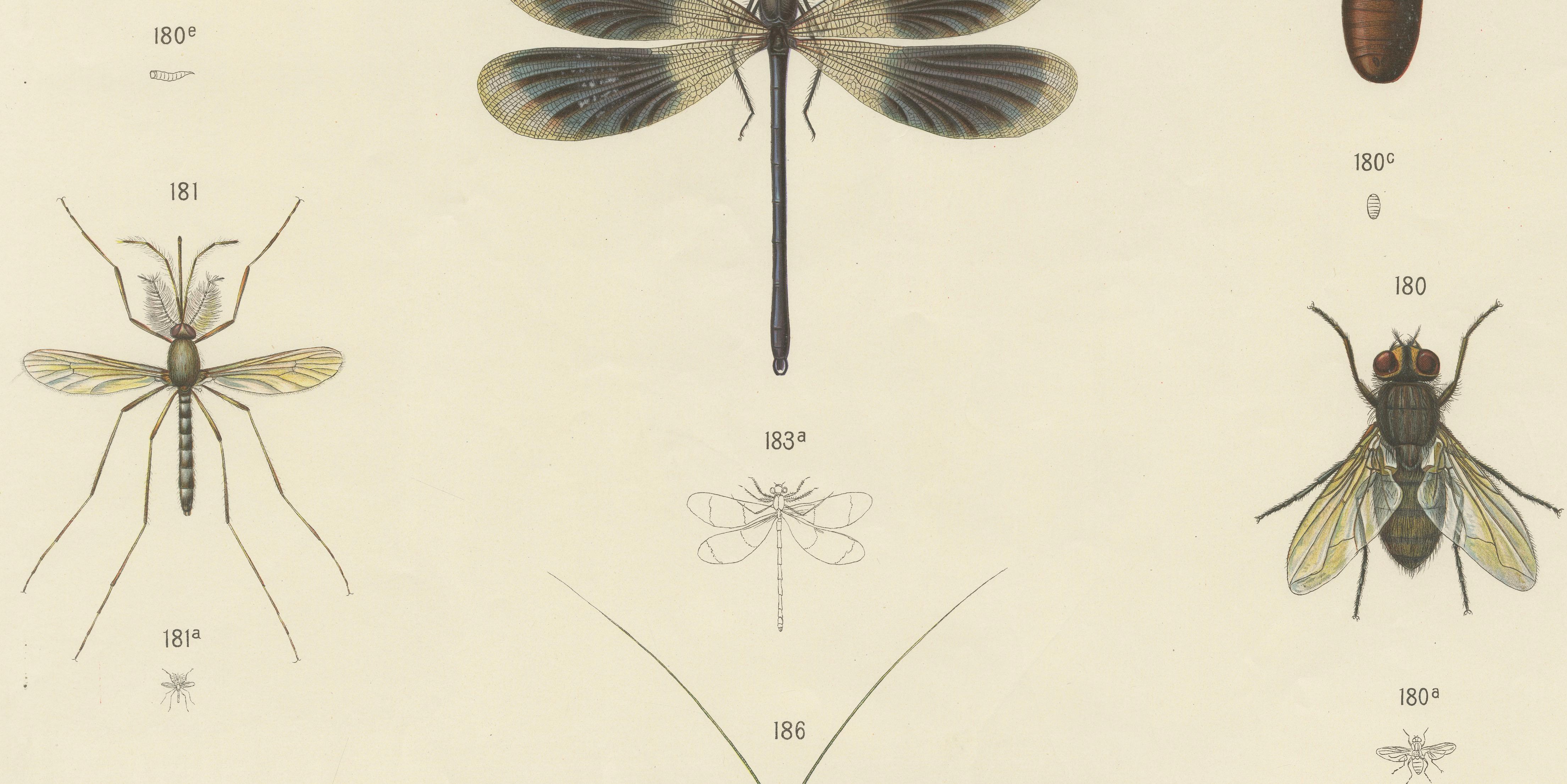 19th Century Large Antique Entomology Poster – Dragonflies, Crickets & Flies, ca.1880 For Sale
