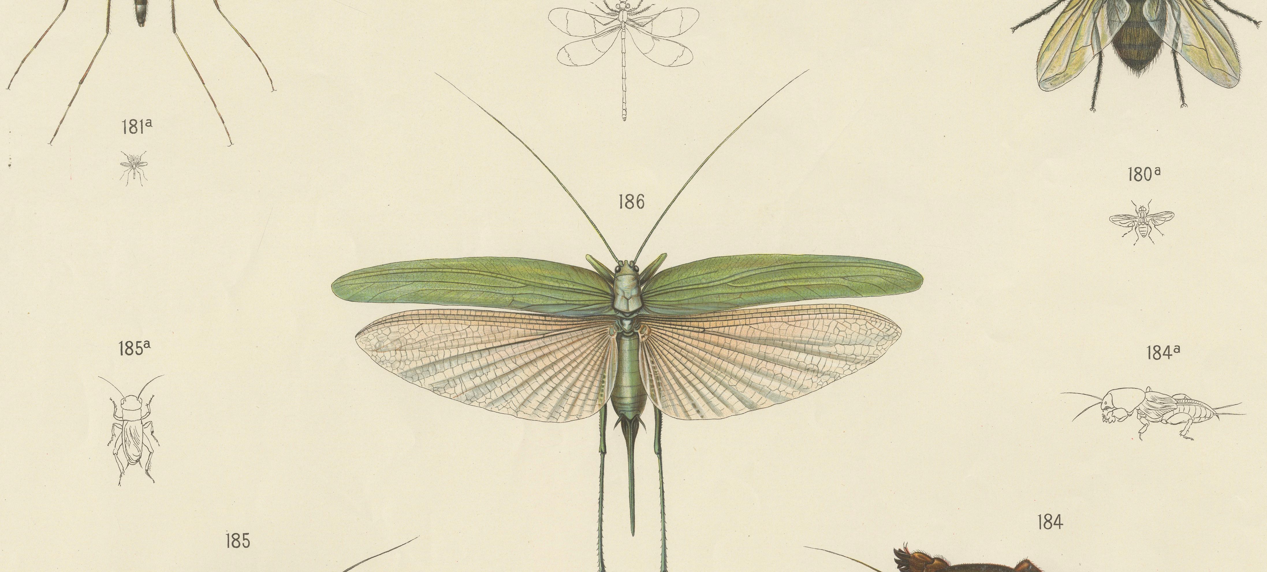 Paper Large Antique Entomology Poster – Dragonflies, Crickets & Flies, ca.1880 For Sale