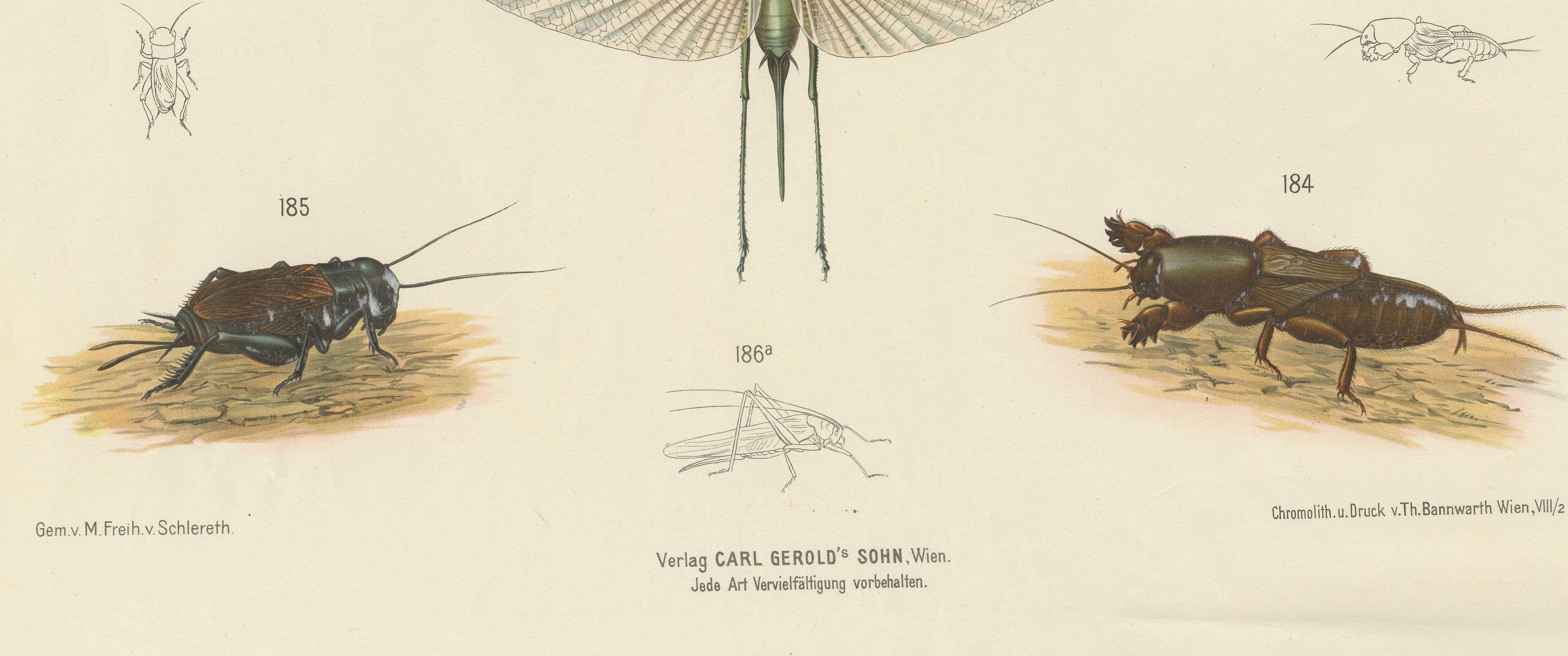 Large Antique Entomology Poster – Dragonflies, Crickets & Flies, ca.1880 For Sale 1