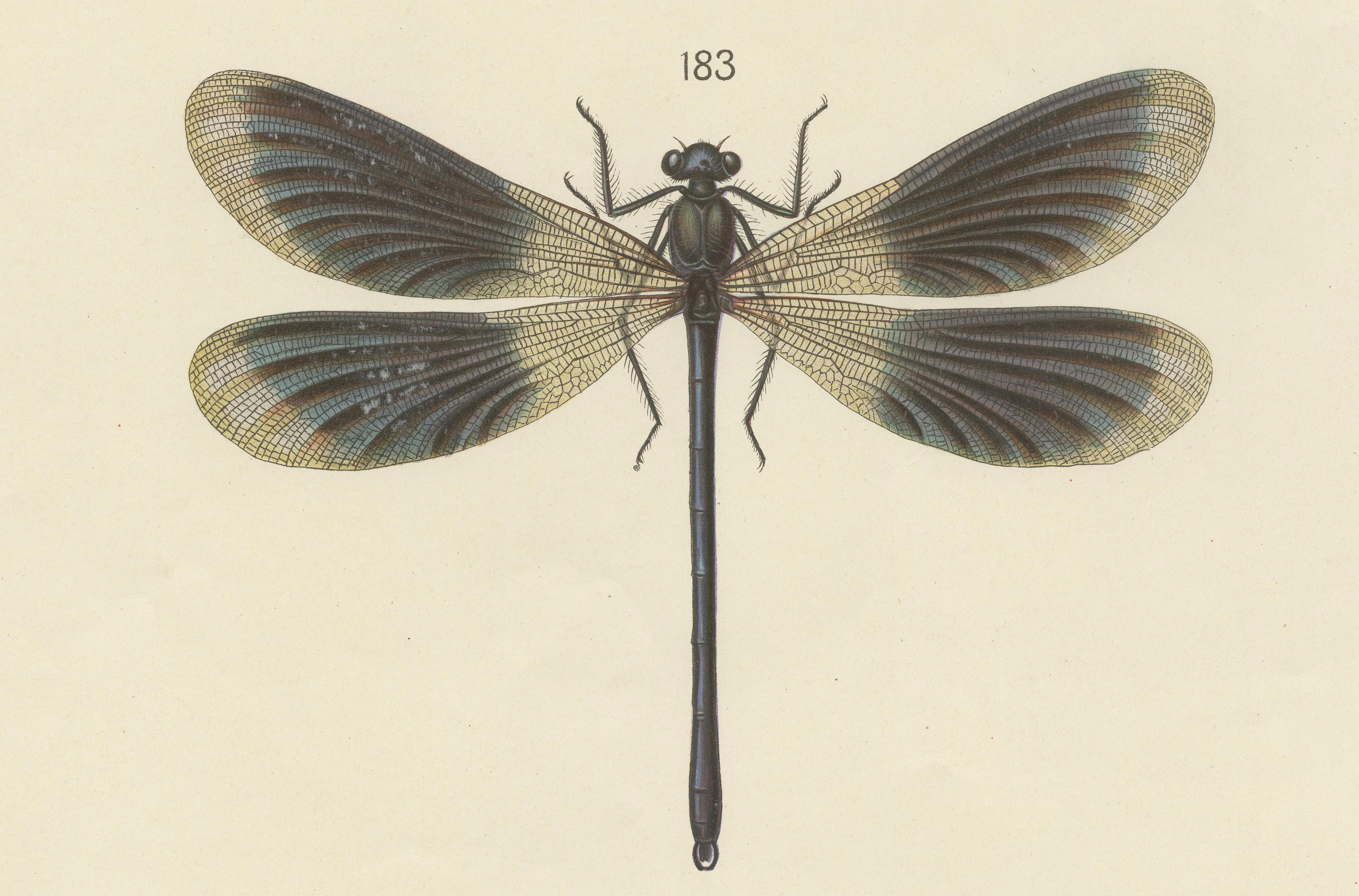 Large Antique Entomology Poster – Dragonflies, Crickets & Flies, ca.1880 For Sale 2