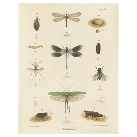 Large Antique Entomology Poster – Dragonflies, Crickets & Flies, ca.1880
